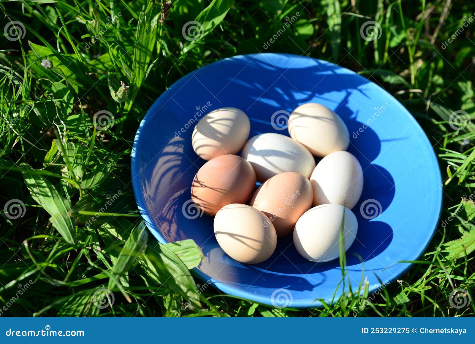 Plate of Assorted Eggs on Green Grass Outdoors, Above View Stock Image Image of duck
