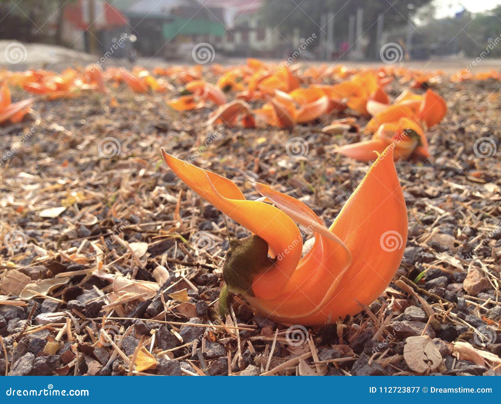 Plate Flower stock image. Image of background, beautiful - 112723877