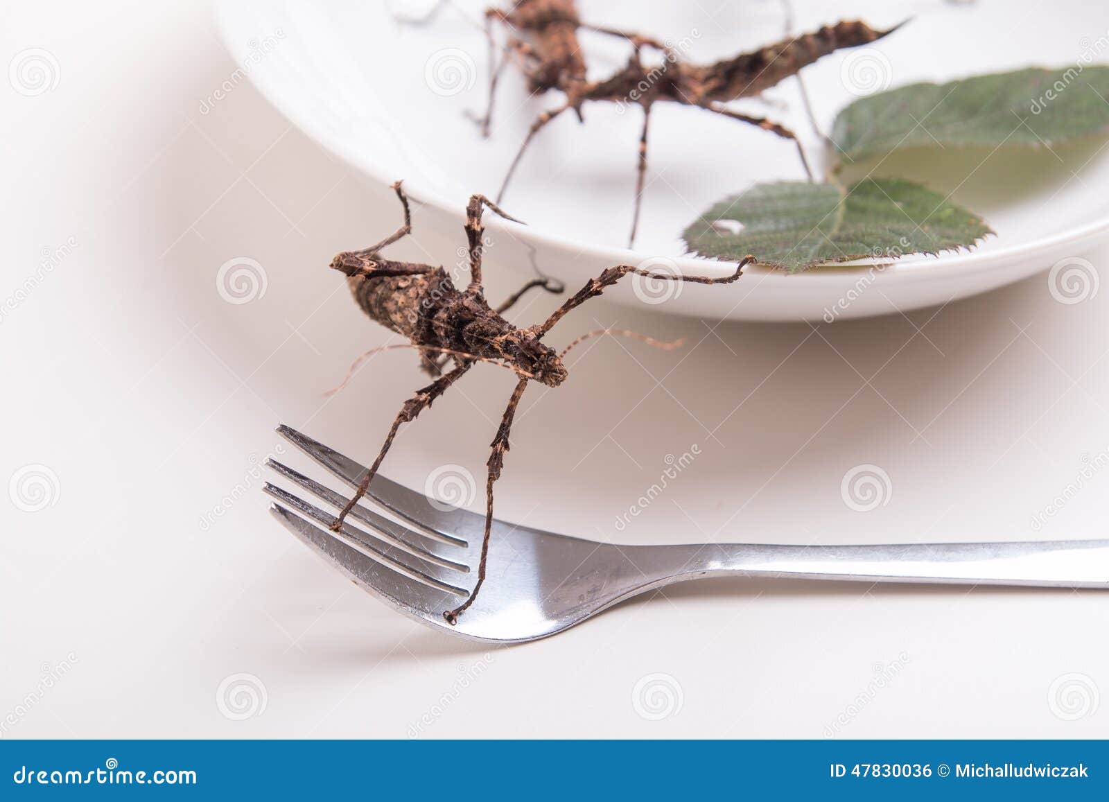 Plate Full of Insects in Insect To Eat Restaurant Stock Photo Image