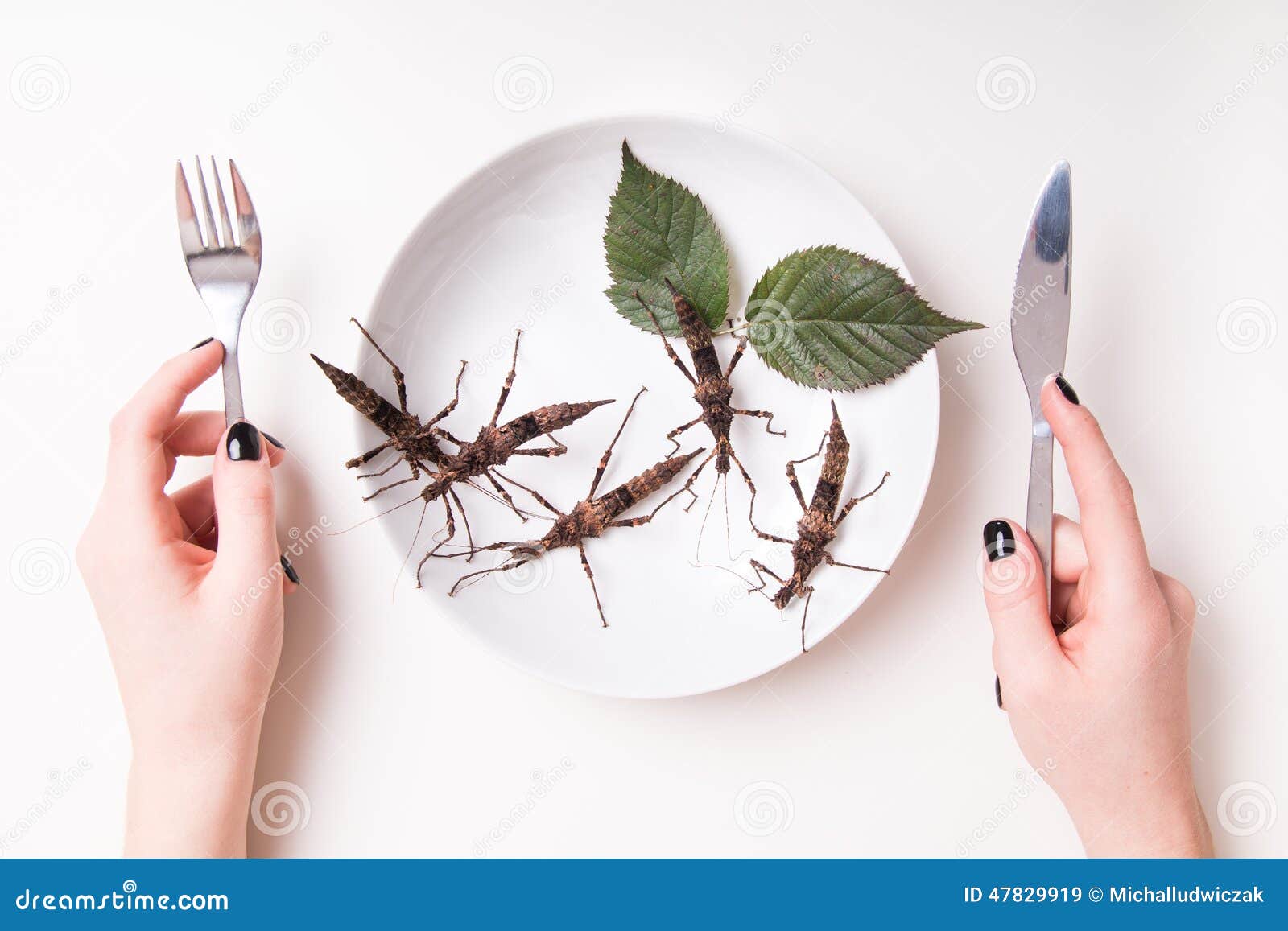 Plate Full of Insects in Insect To Eat Restaurant Stock Image Image
