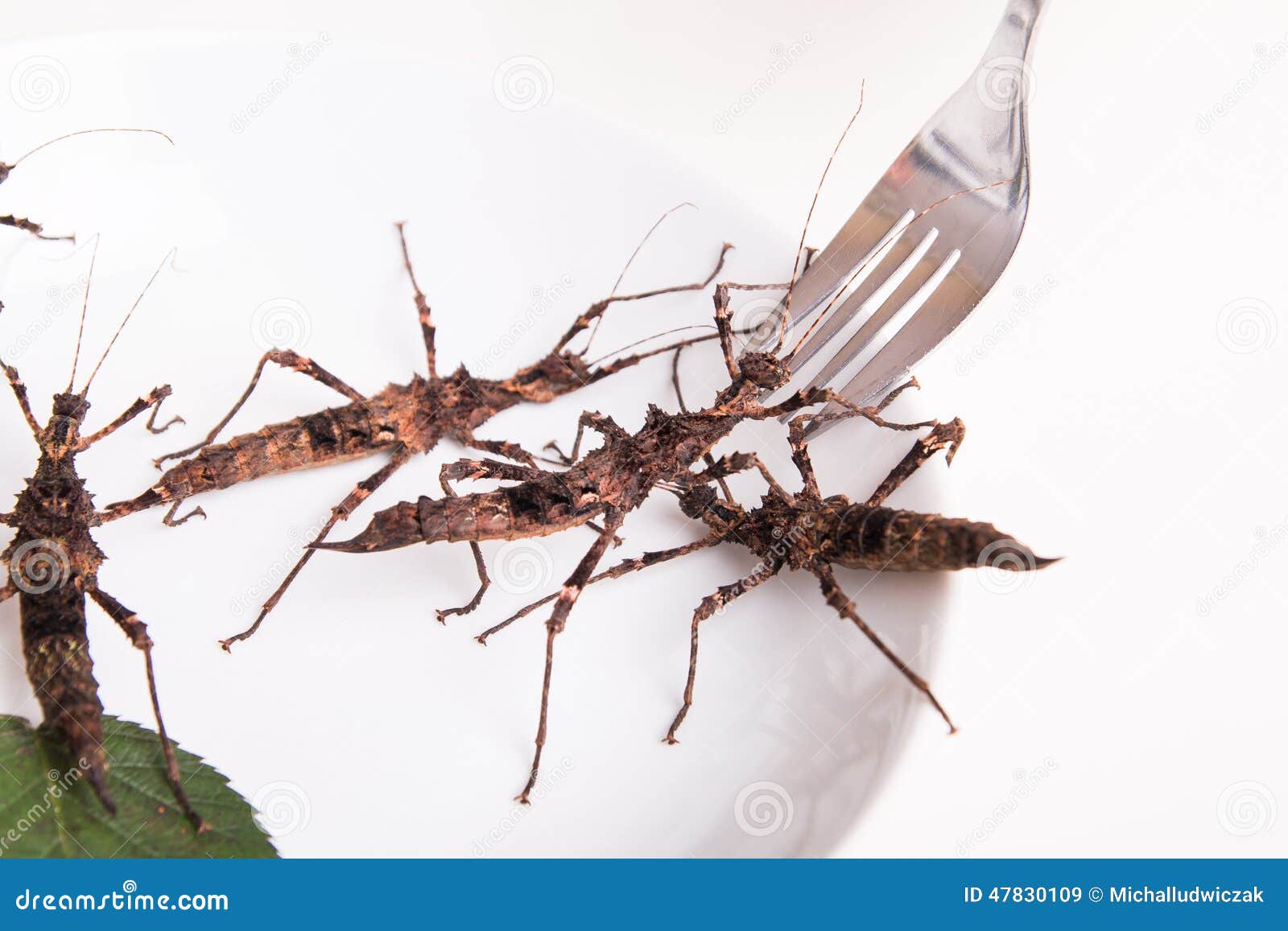 Plate Full of Insects in Insect To Eat Restaurant Stock Image Image