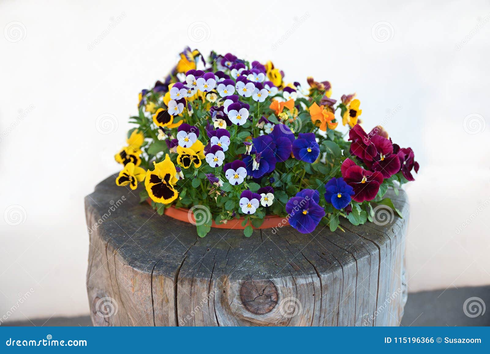 plate with mixed pansy flowers