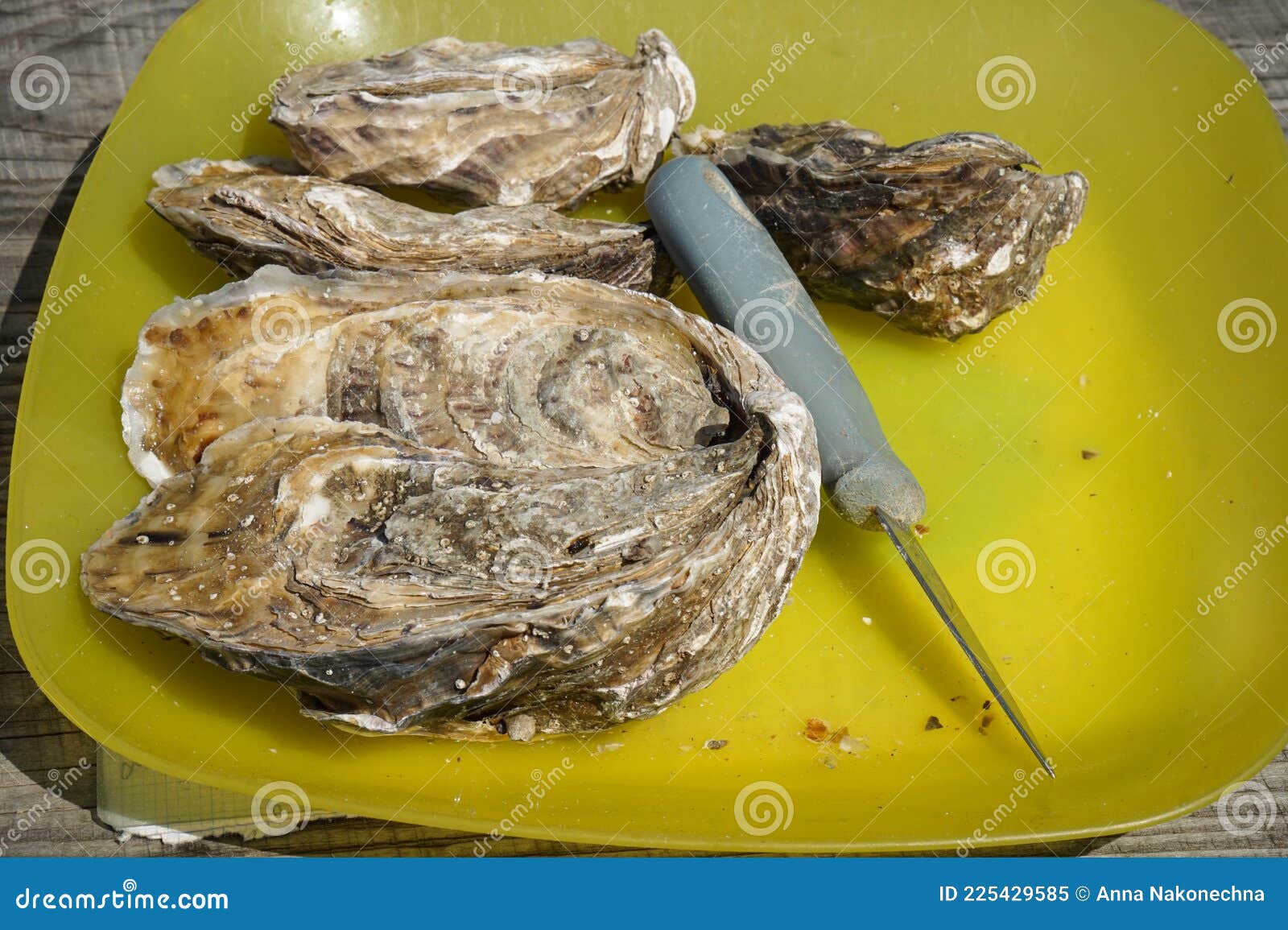 On the Plate are Unopened Oysters and a Knife for Opening Them. Stock