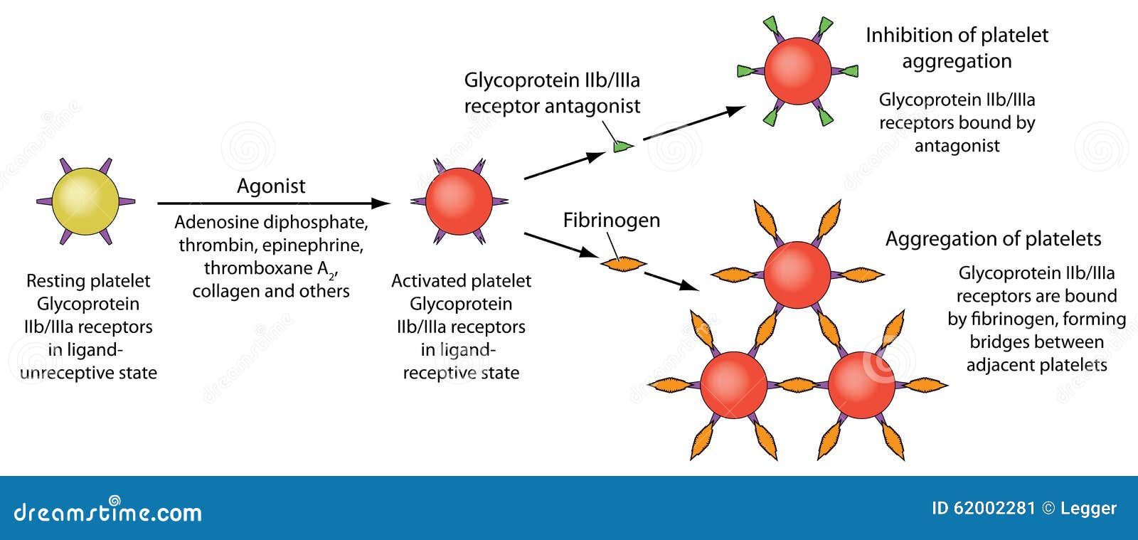 platelet aggregation and inhibition
