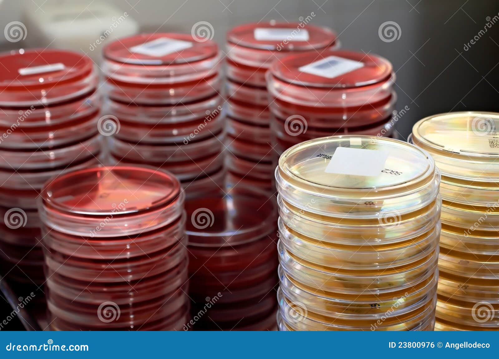 Plates With Culture Media Royalty Free Stock Image - Image: 23800976