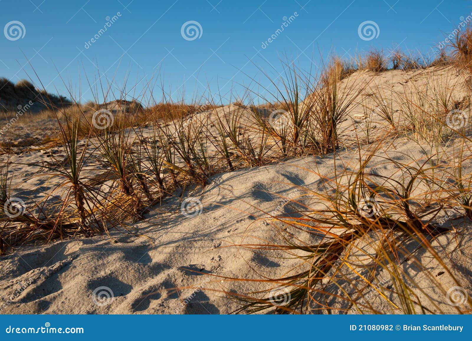 Plats för sandunesand för strandgräspapamoa. Täta dyner gräs den nya papamoasanden tauranga för marram upp zealand