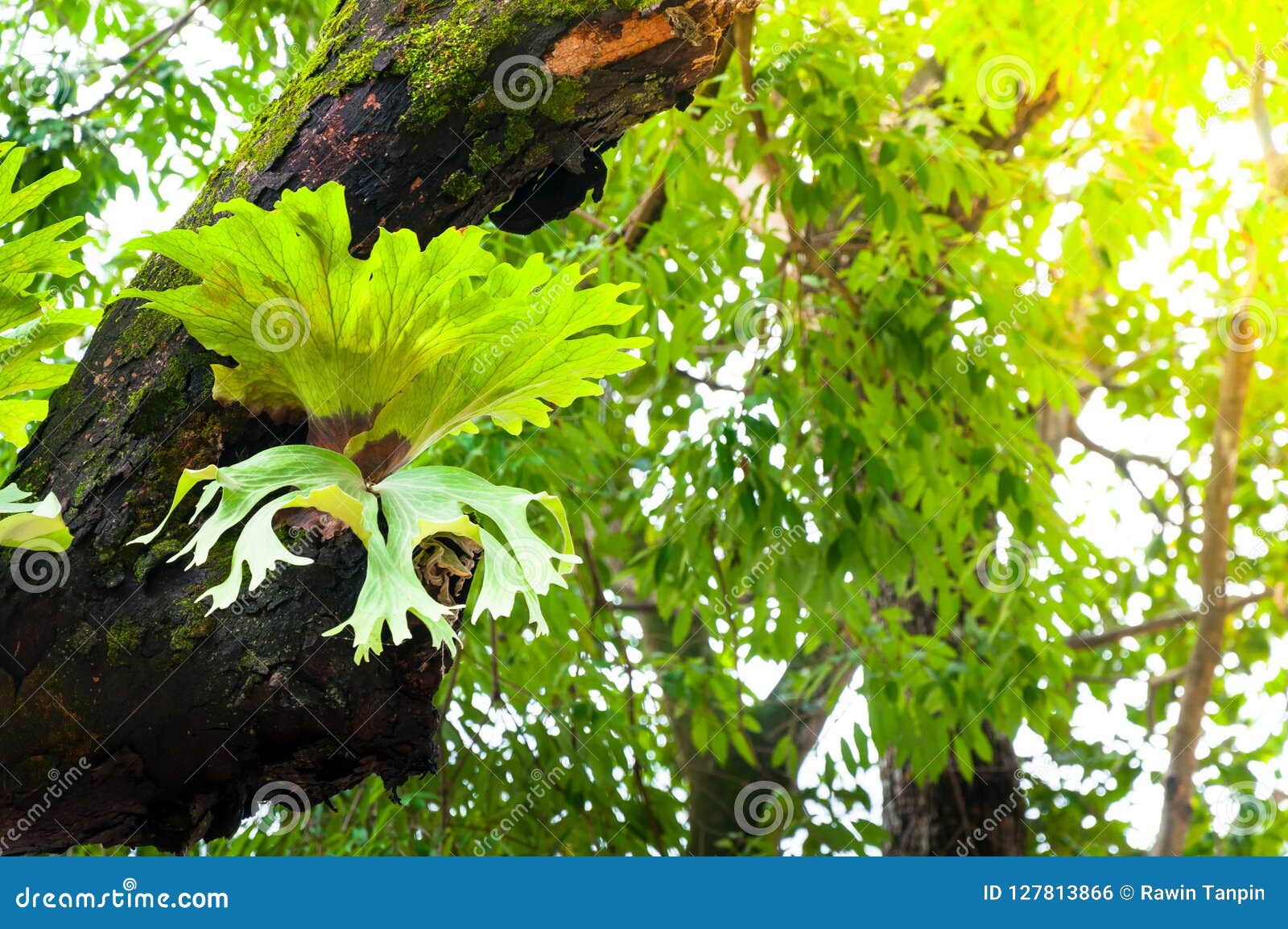 platycerium superbum on big tree, green staghorn fern species of fern nature