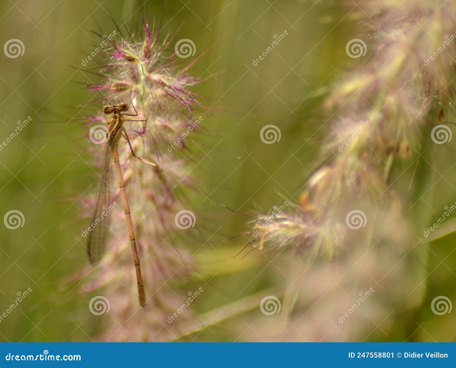 platycnemis pennipes