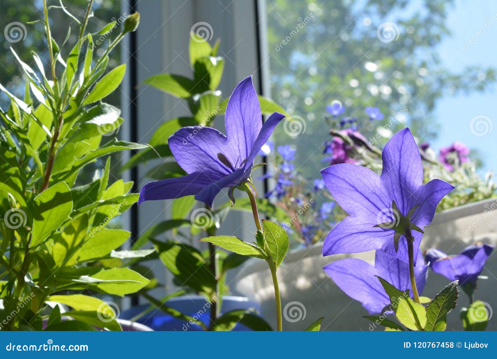 Platycodon Grandiflorus 桔梗花植物 Osteospermum 在阳台的其他草本库存照片 图片包括有桔梗花植物 Osteospermum 在阳台的其他草本 Platycodon Grandiflorus 桔梗花植物 Osteospermum 在阳台的其他草本库存照片 图片包括有桔梗花植物 Osteospermum 在阳台的其他草本