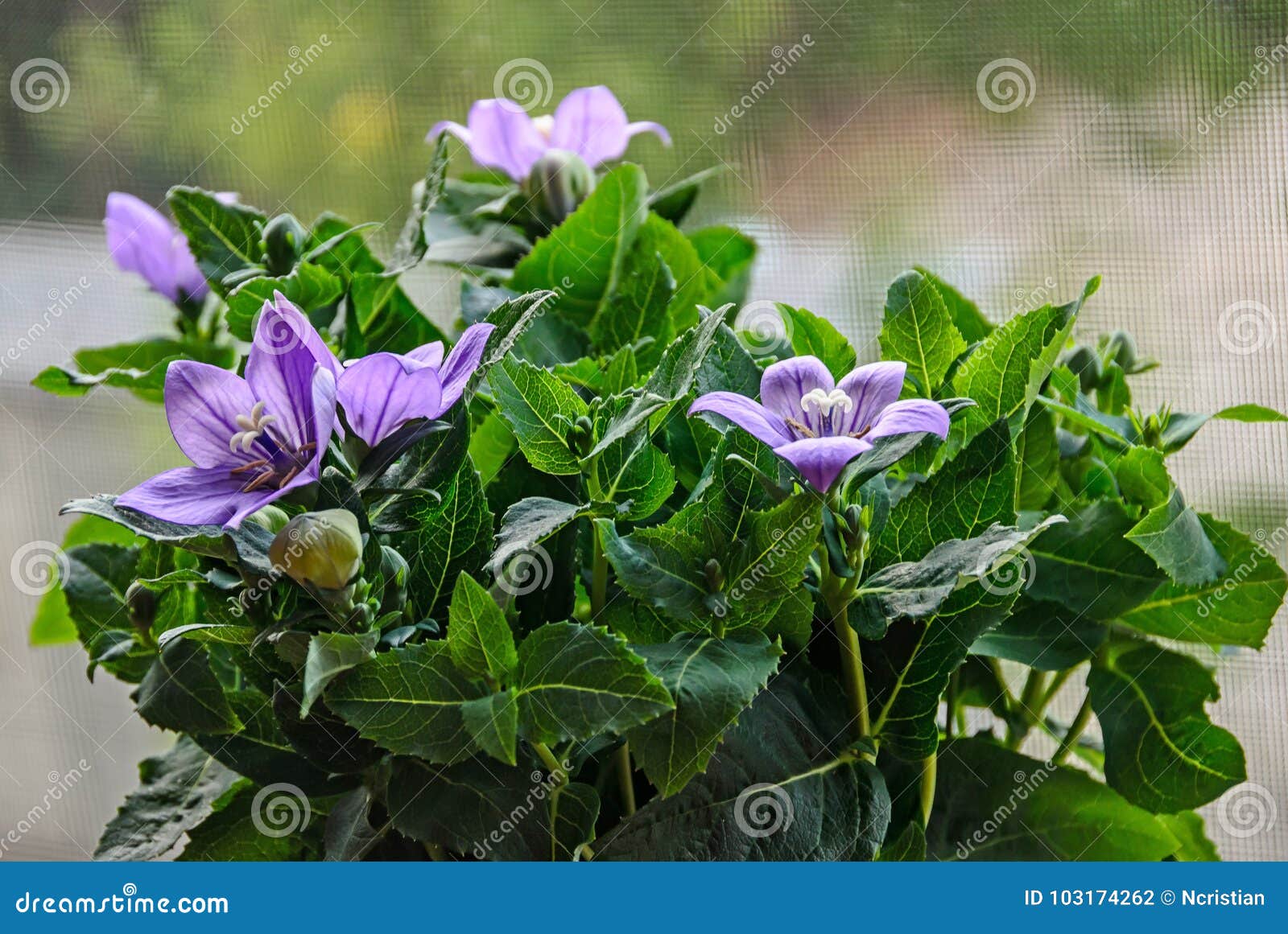 Platycodon Grandiflorus Astra蓝色 桔梗花与芽和绿色叶子库存照片 图片包括有玻色子 草本