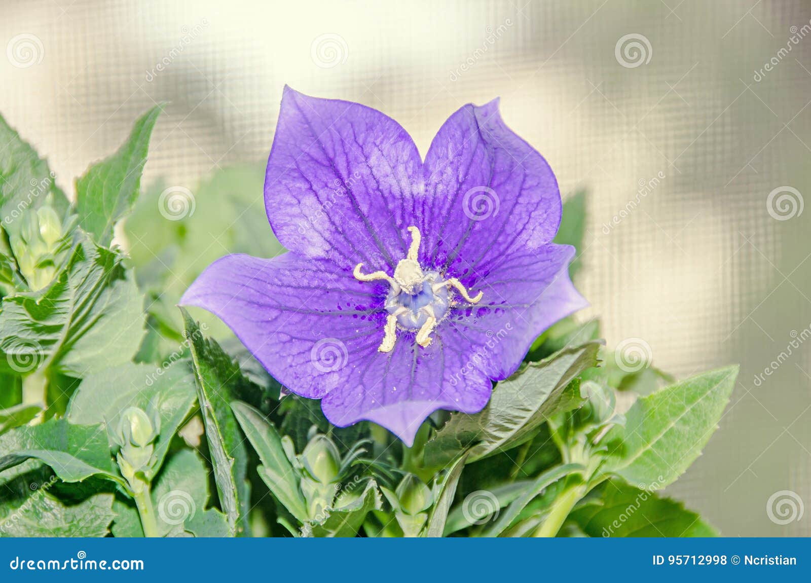 Platycodon Grandiflorus Astra蓝色 与芽的桔梗花和库存照片 图片包括有
