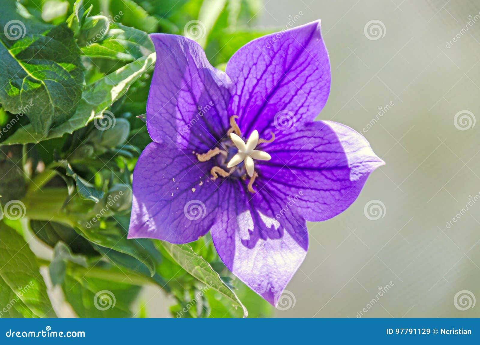 Platycodon Grandiflorus Astra蓝色 与芽的桔梗花库存图片 图片包括有绿色 宏指令