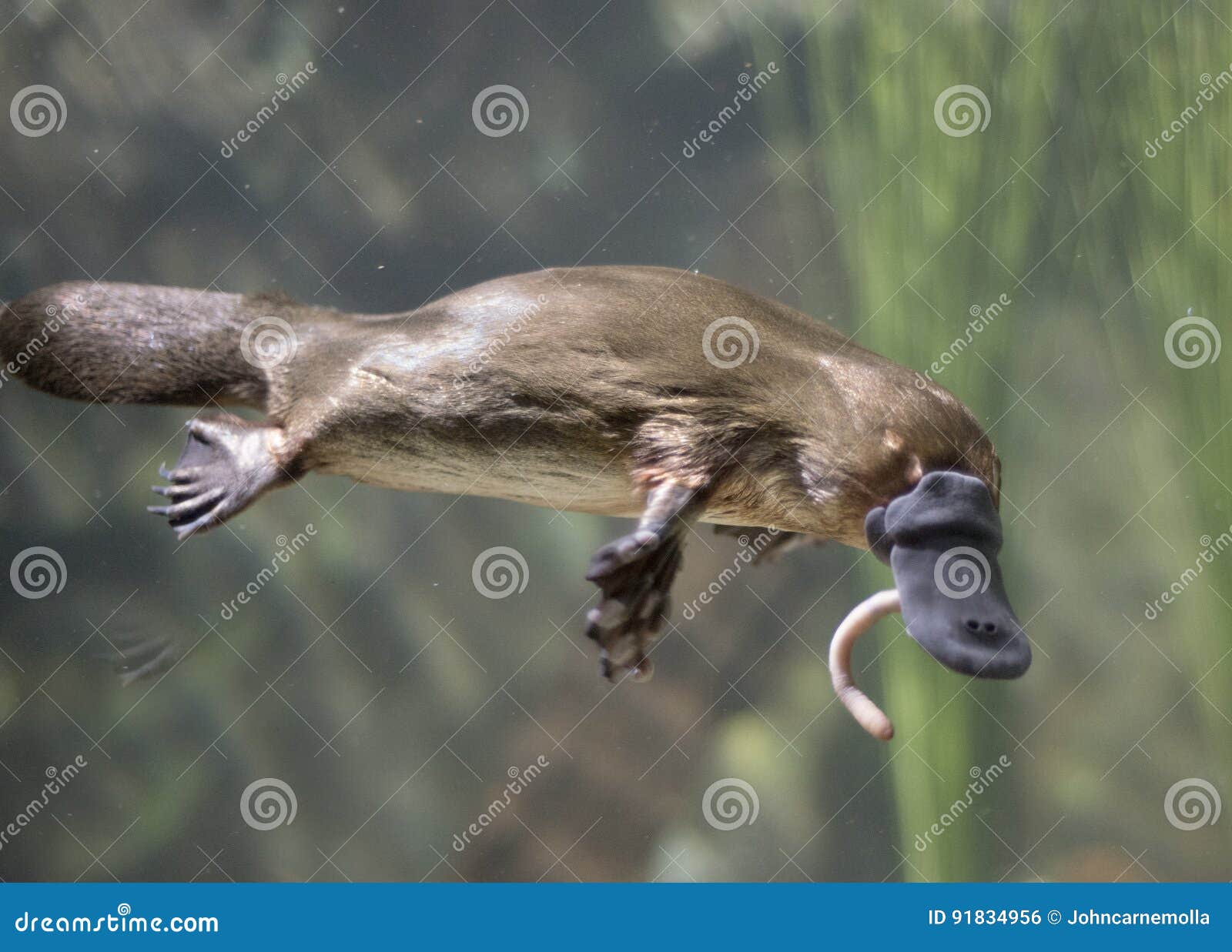 Descubra o Ornitorrinco: O Mamífero Incrível que Bota Ovos, image size:1600x1237