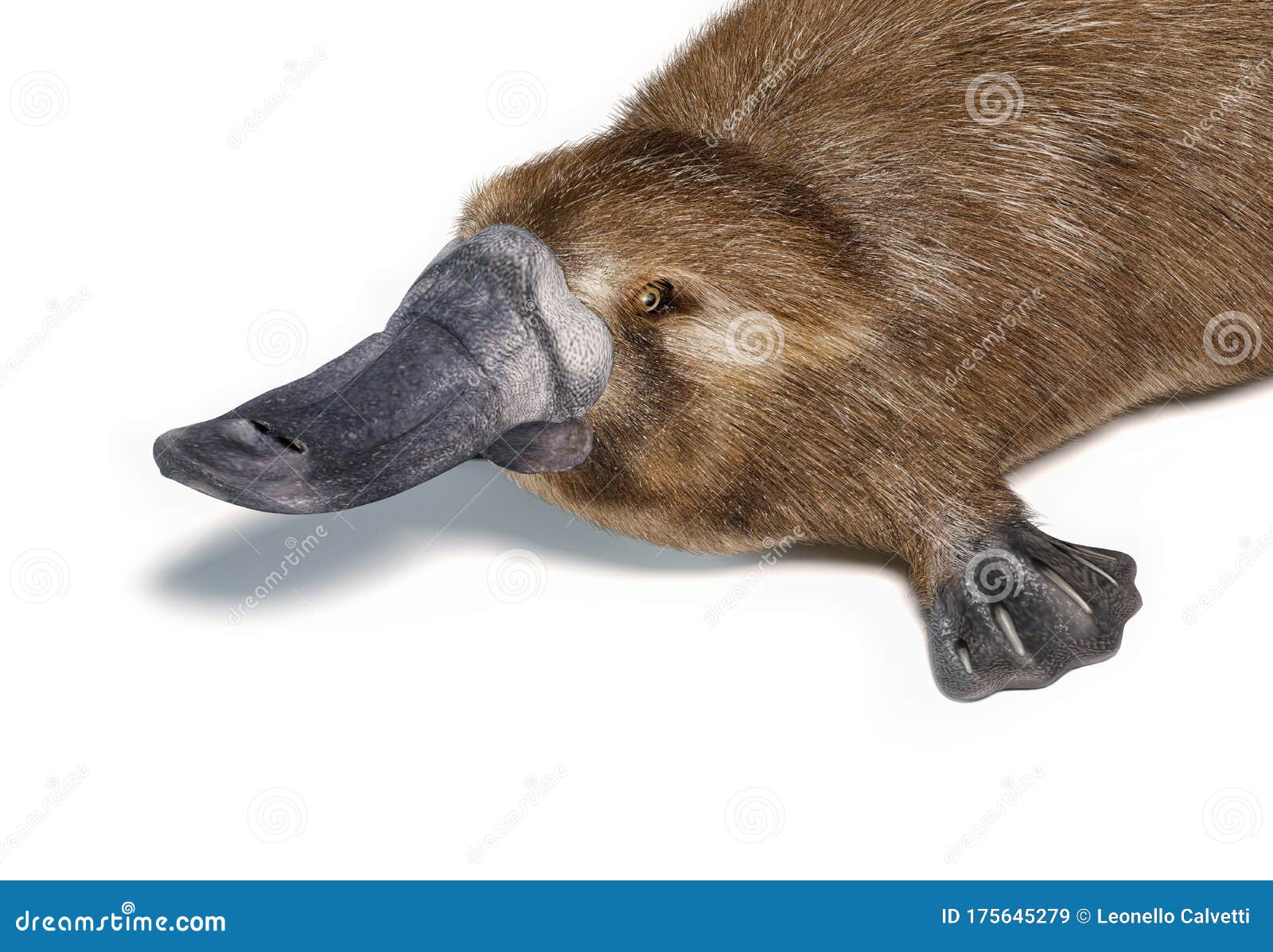 Platypus Duck-billed Animal. Ornithorhynchus Anatinus 3D Illustration Stock  Illustration - Illustration of diving, monotreme: 175645279