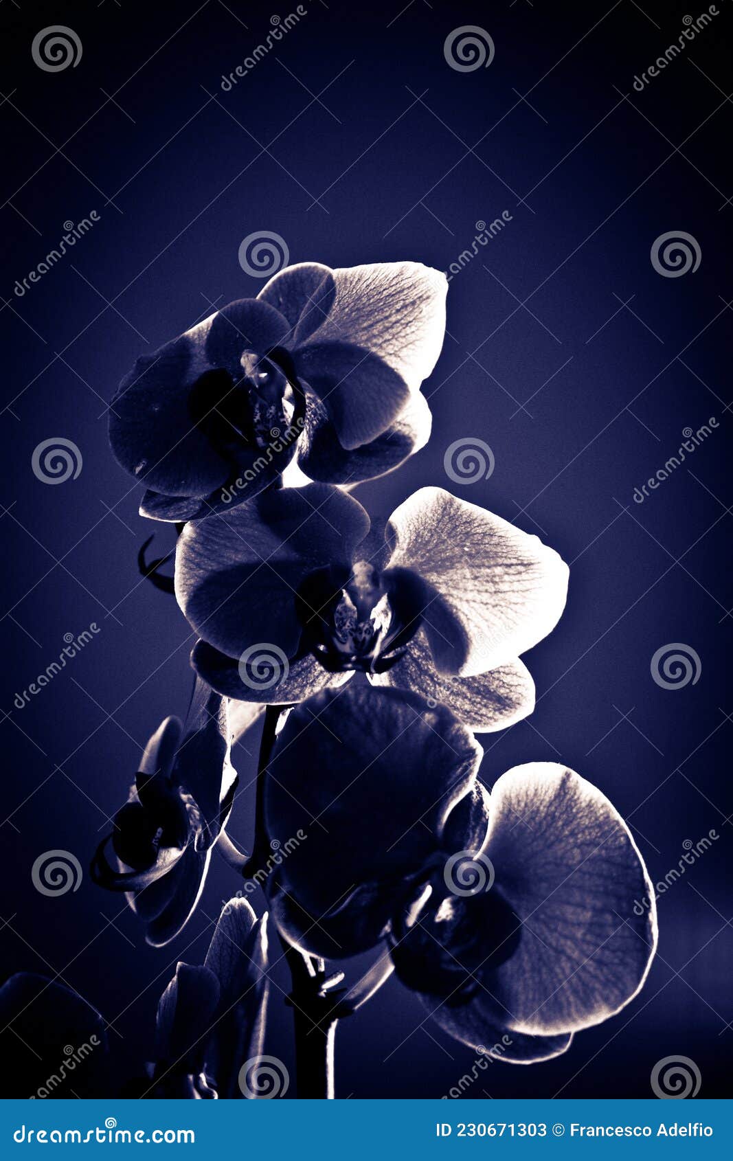 blue lights on orchid flower