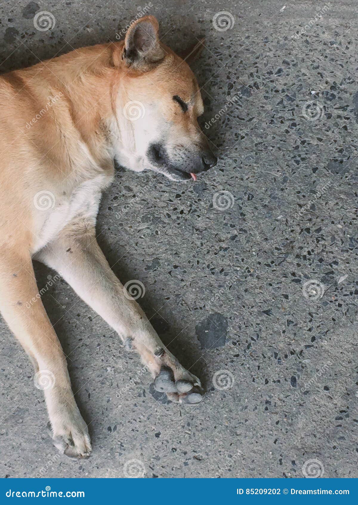 Play dead stock photo. Image of funny, dead, play 85209202