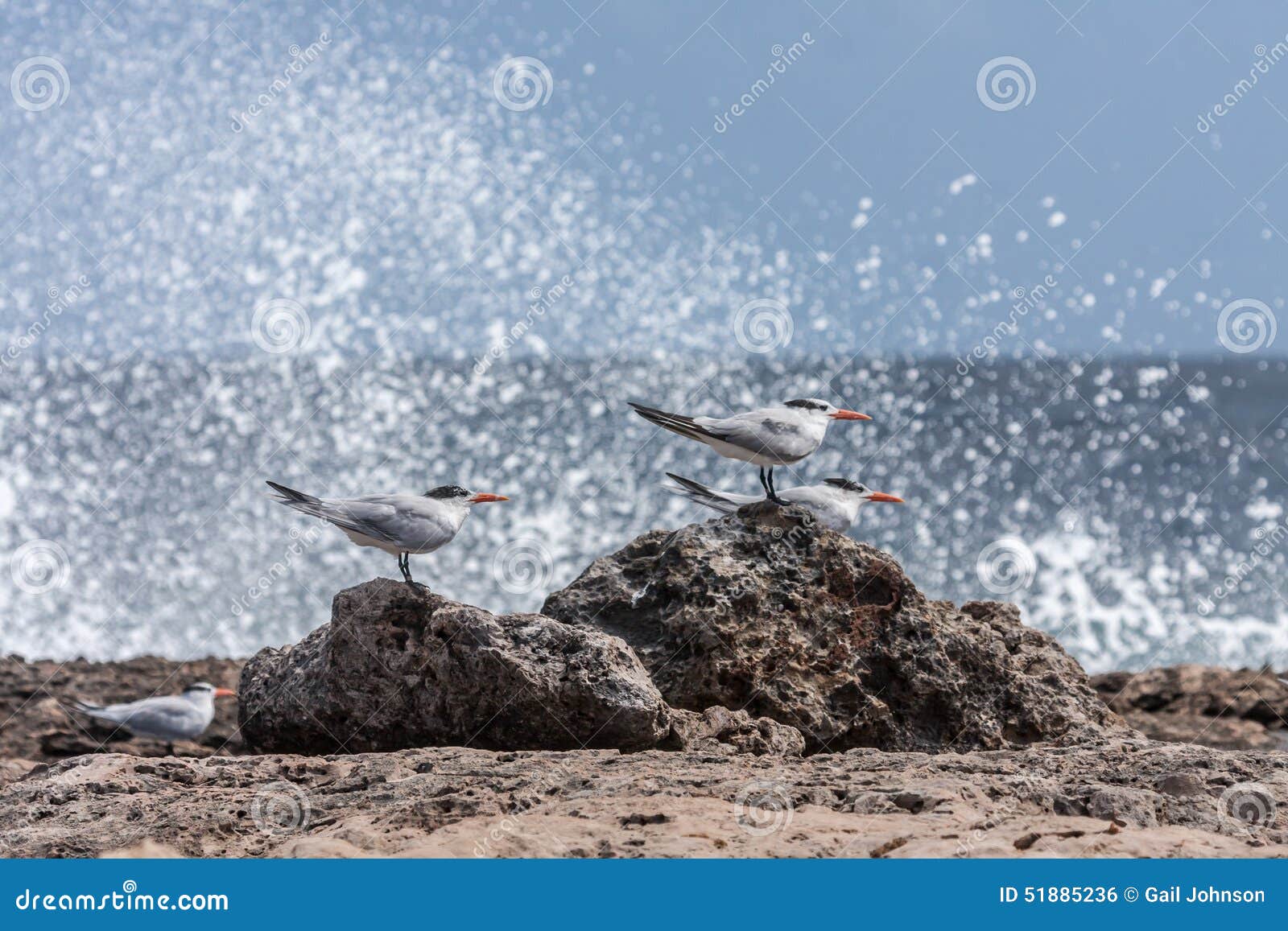 playa canoa north coast waves and terns