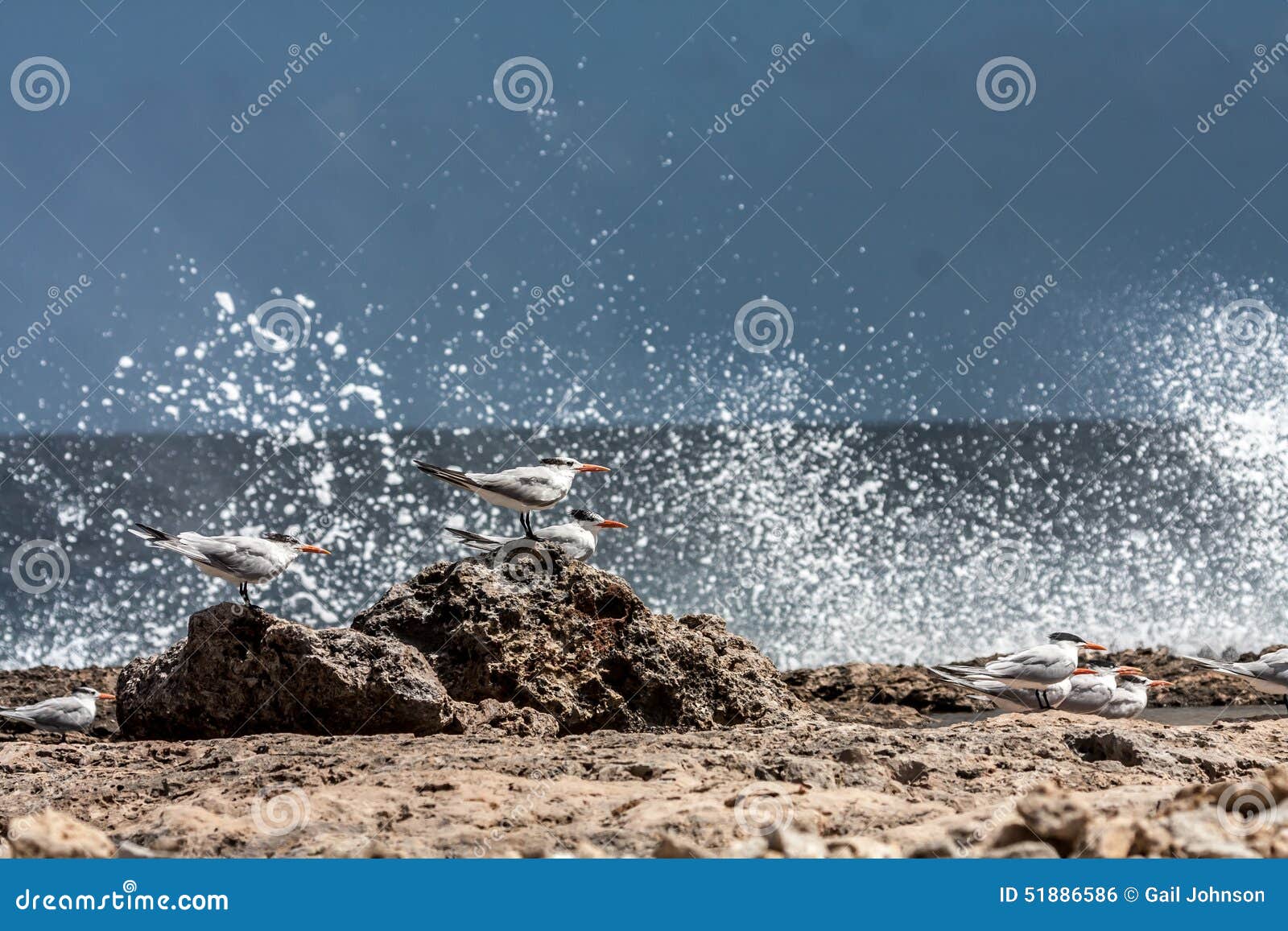 playa canoa north coast waves and terns