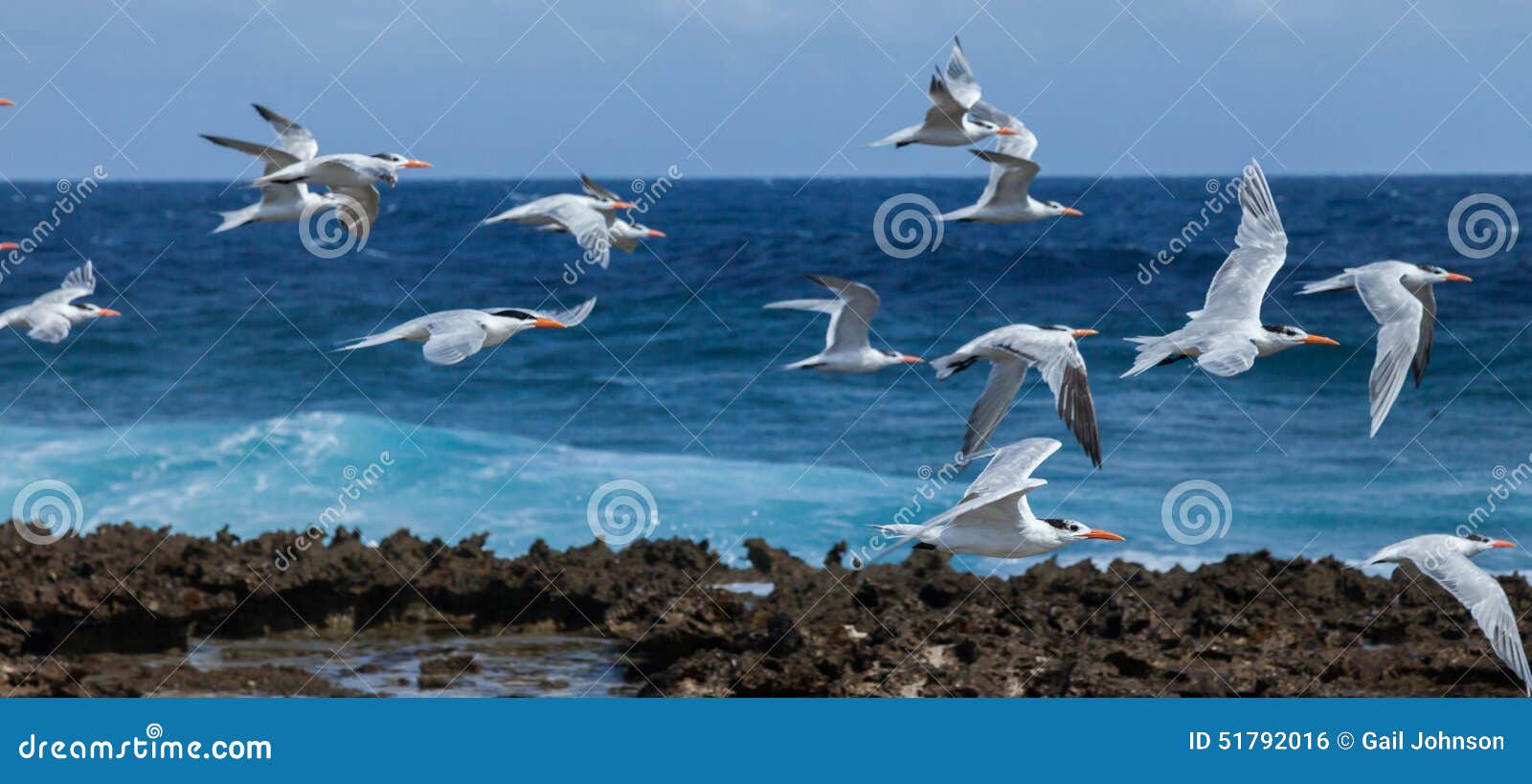 playa canoa waves and birds