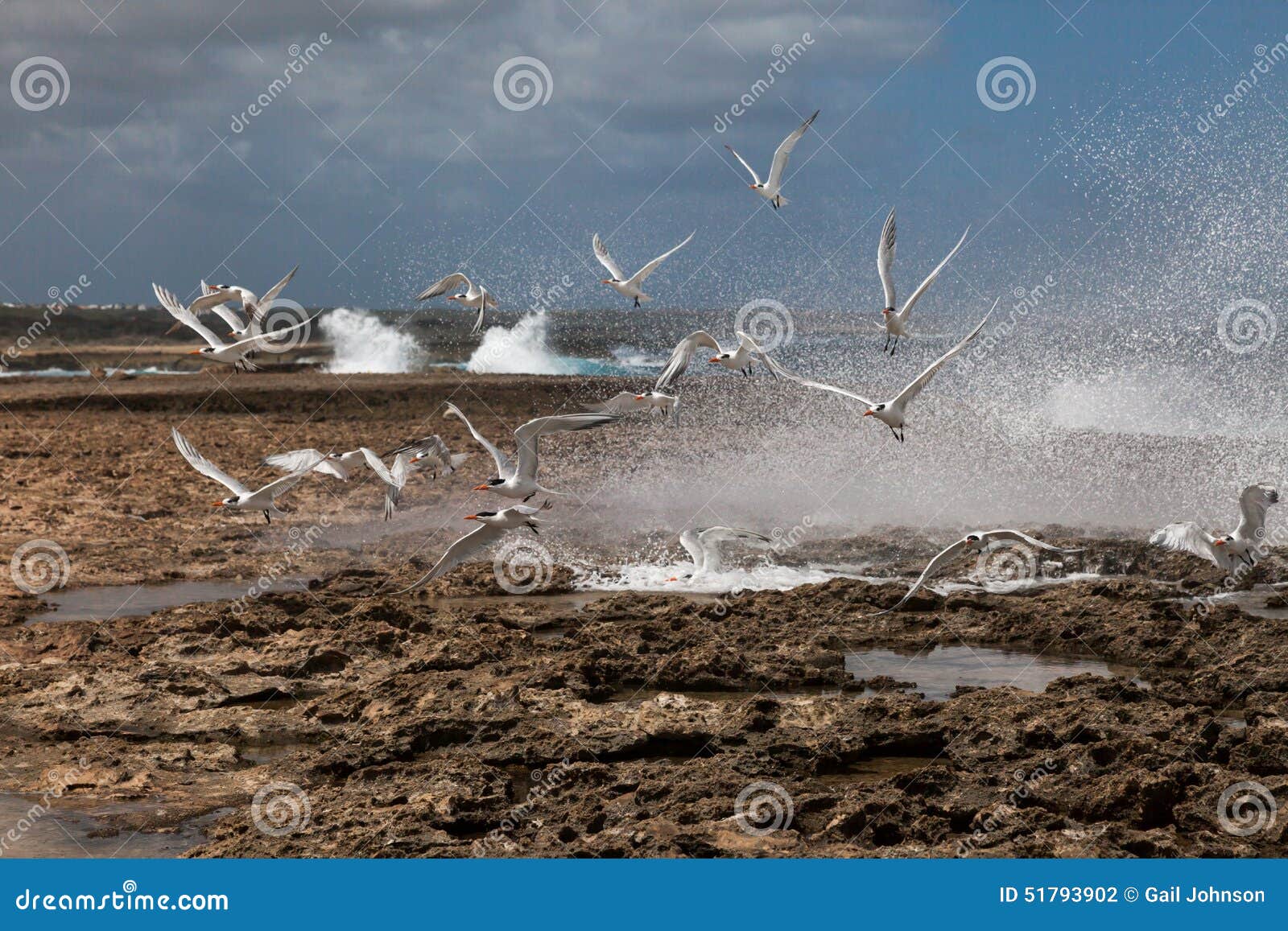 playa canoa waves and birds