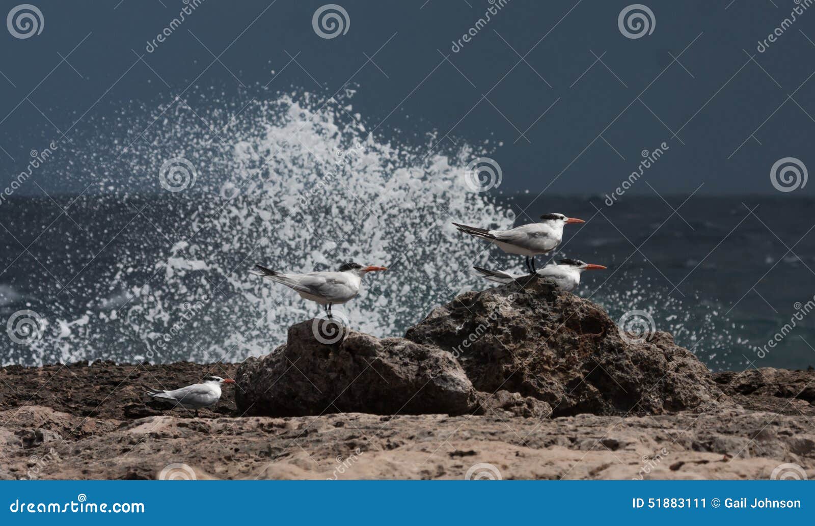 playa canoa waves and birds