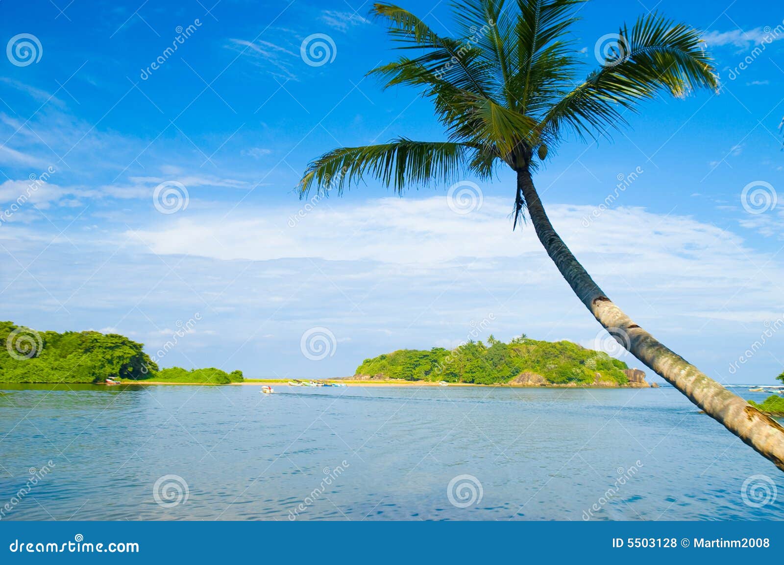 Palmas en la playa tropical