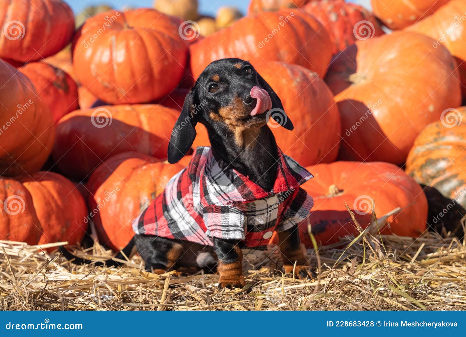 playful active dachshund puppy in checkered shirt stands by pile of pumpkins and licks its lips. seasonal food fair