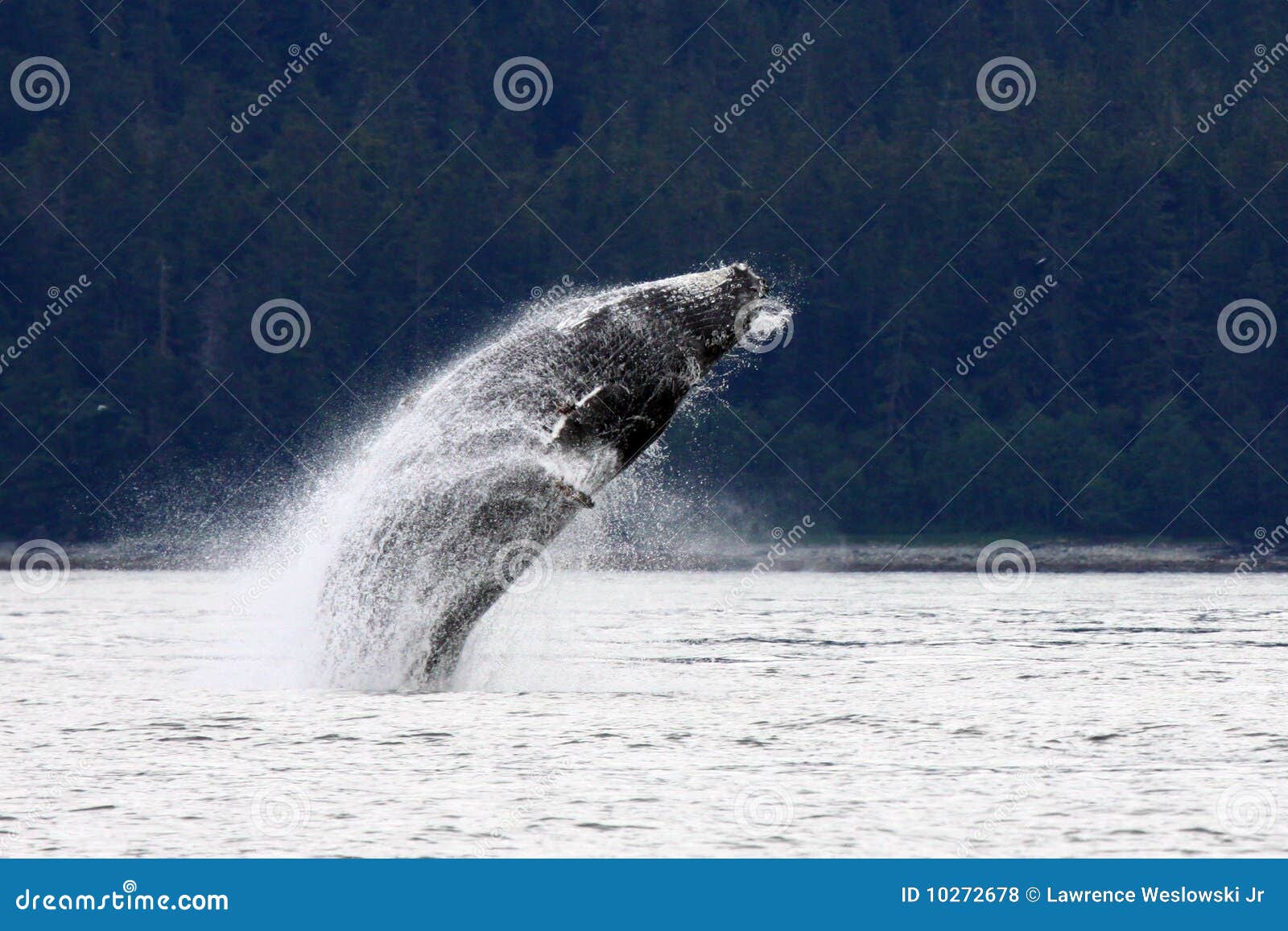 playful alaskan humpback whale