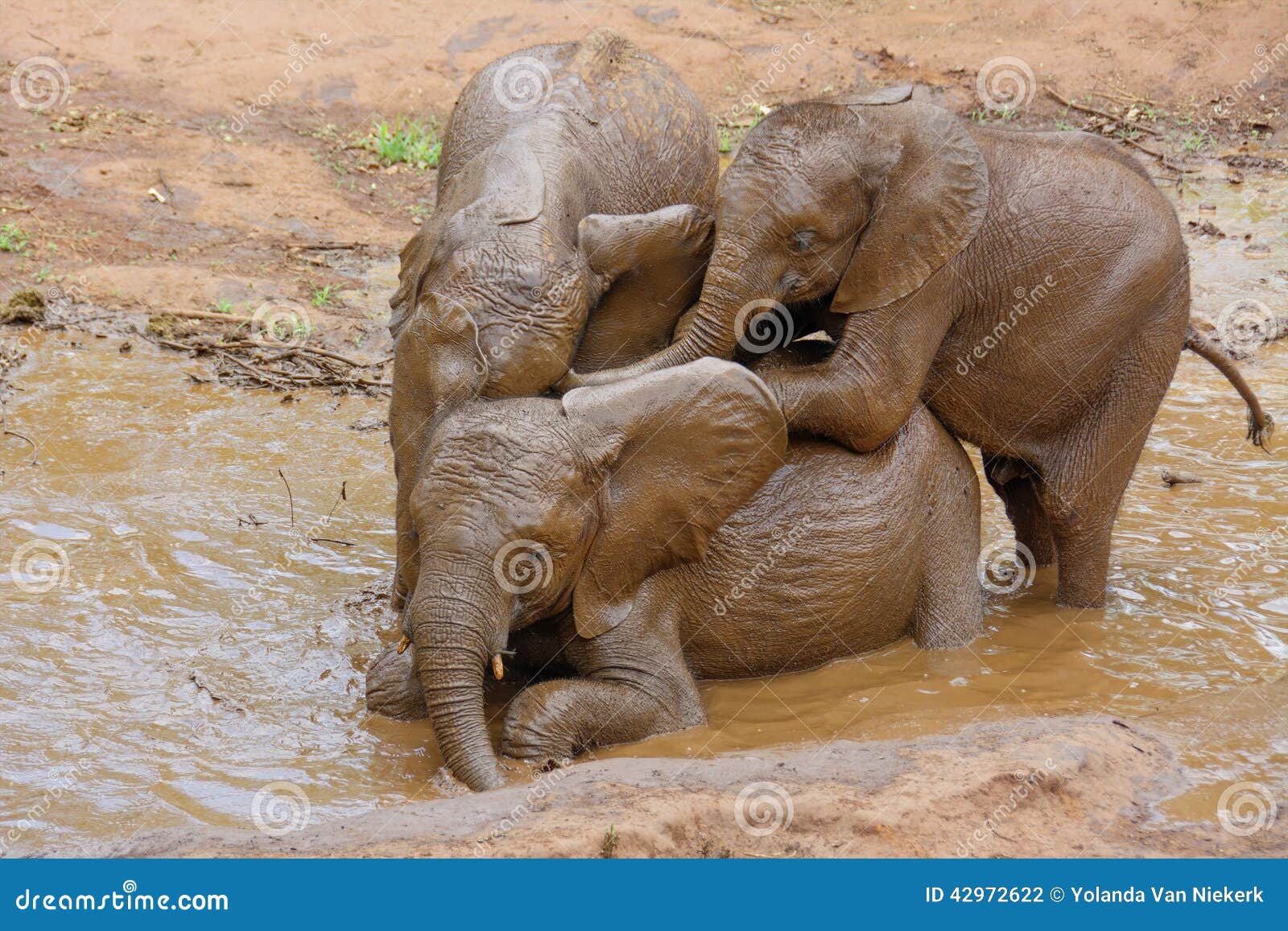 playful baby elephants