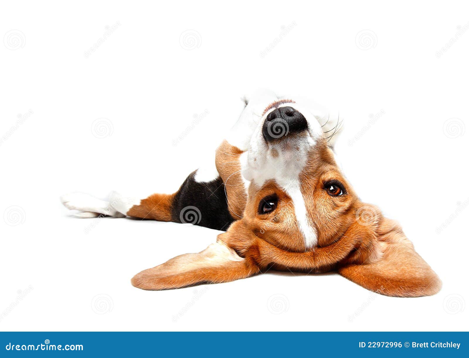 playful beagle
