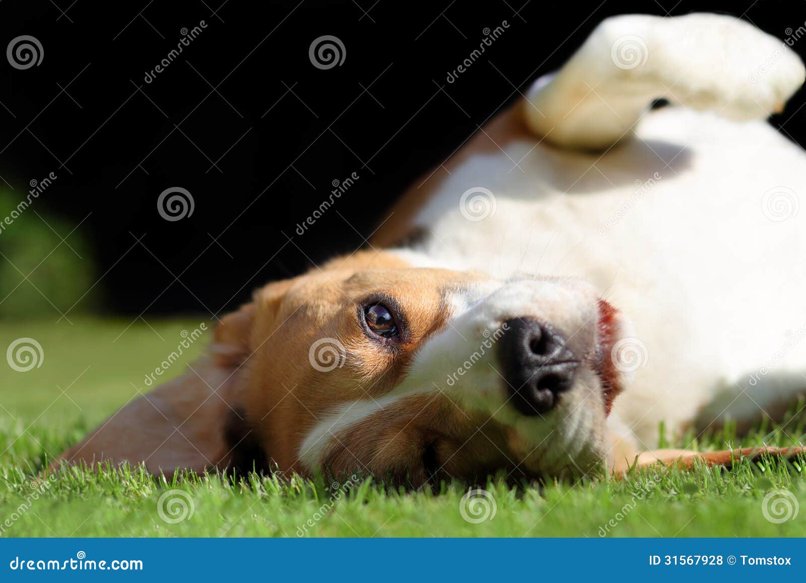 playful beagle dog laying on grass lawn