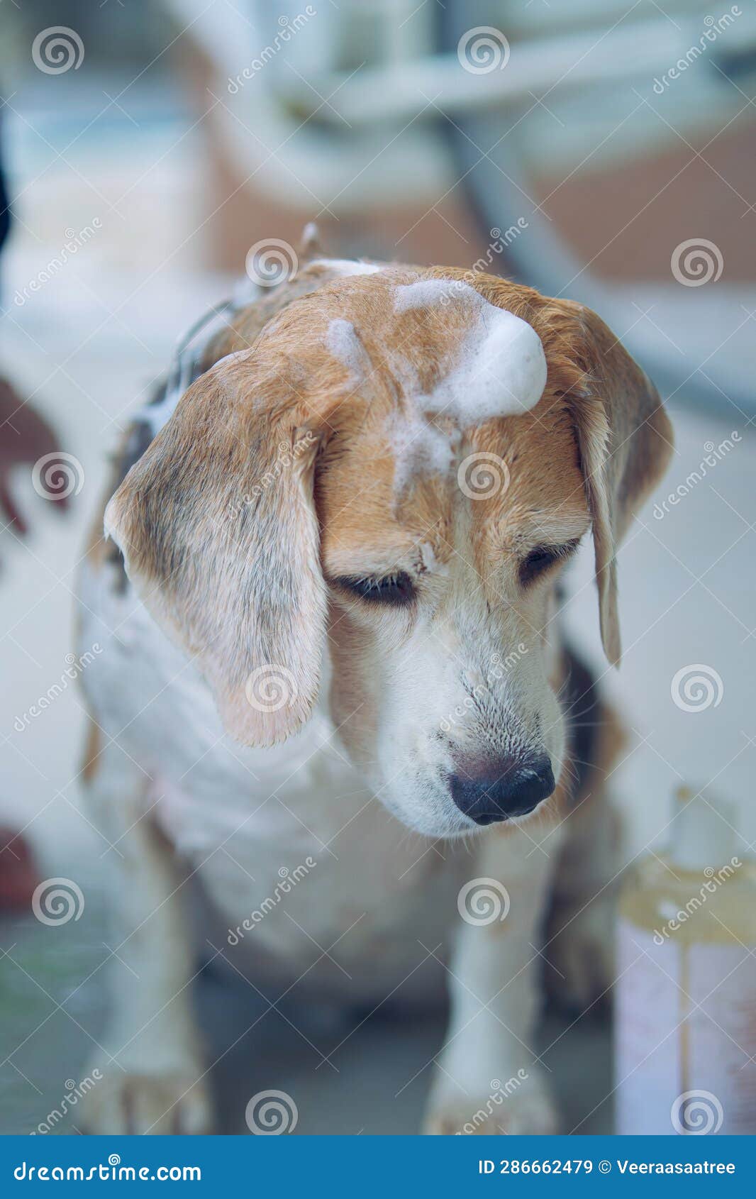 playful beagles, enjoy soaping, bubble baths, pet hygiene, house keeping, and happy bath time,.clean, wet bath time, grooming the