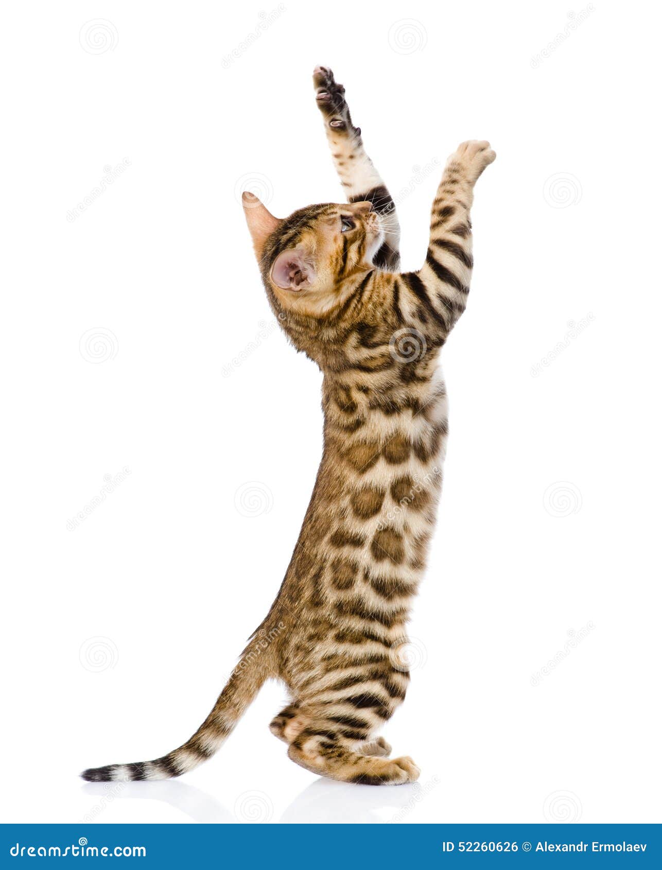 playful bengal cat.  on white background