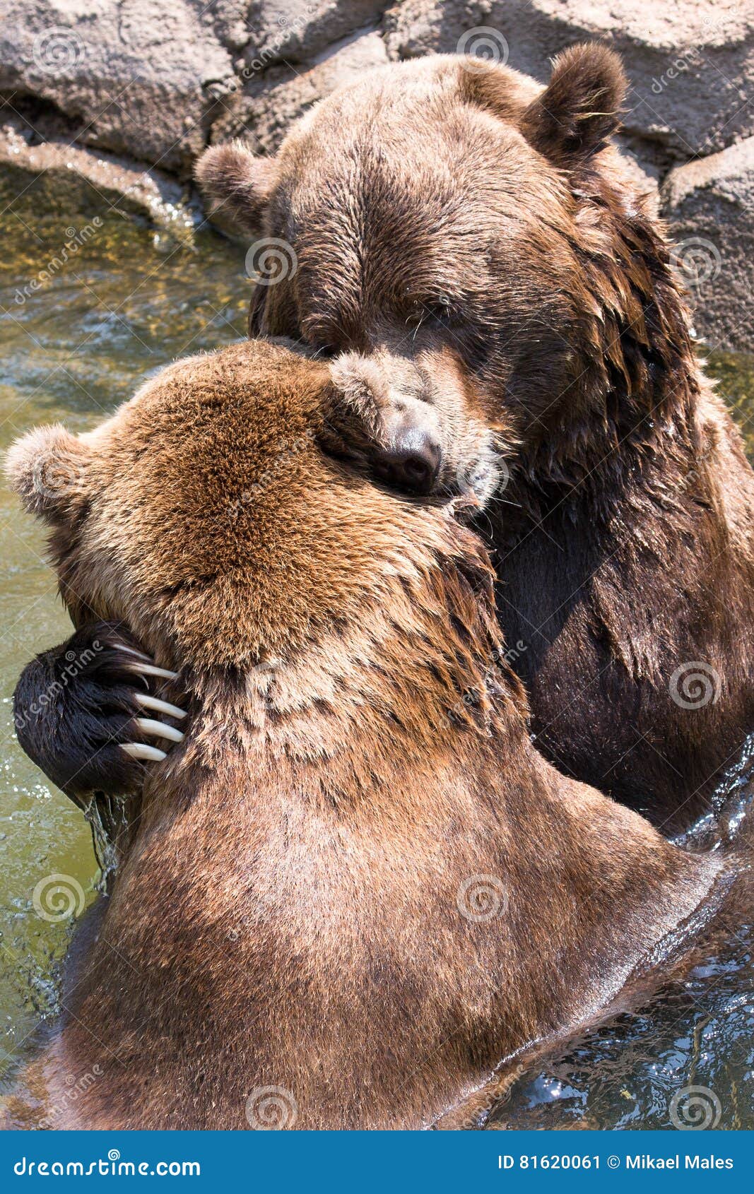 Playful Bite by Grizzly Bear Stock Image Image of stream, america