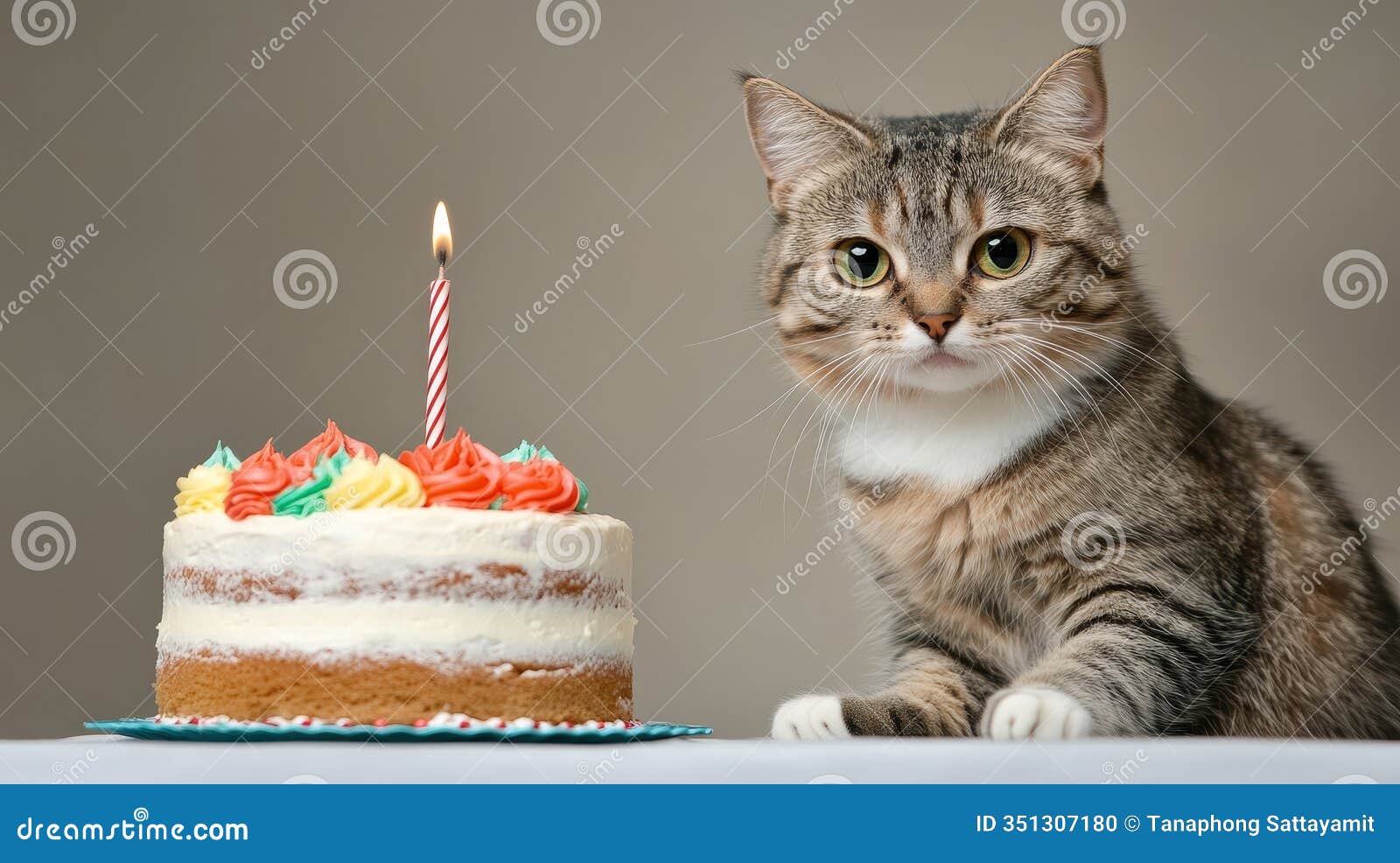 playful cat and birthday cake a curious tabby cat gazes intently at a delicious twolayered birthday cake izing