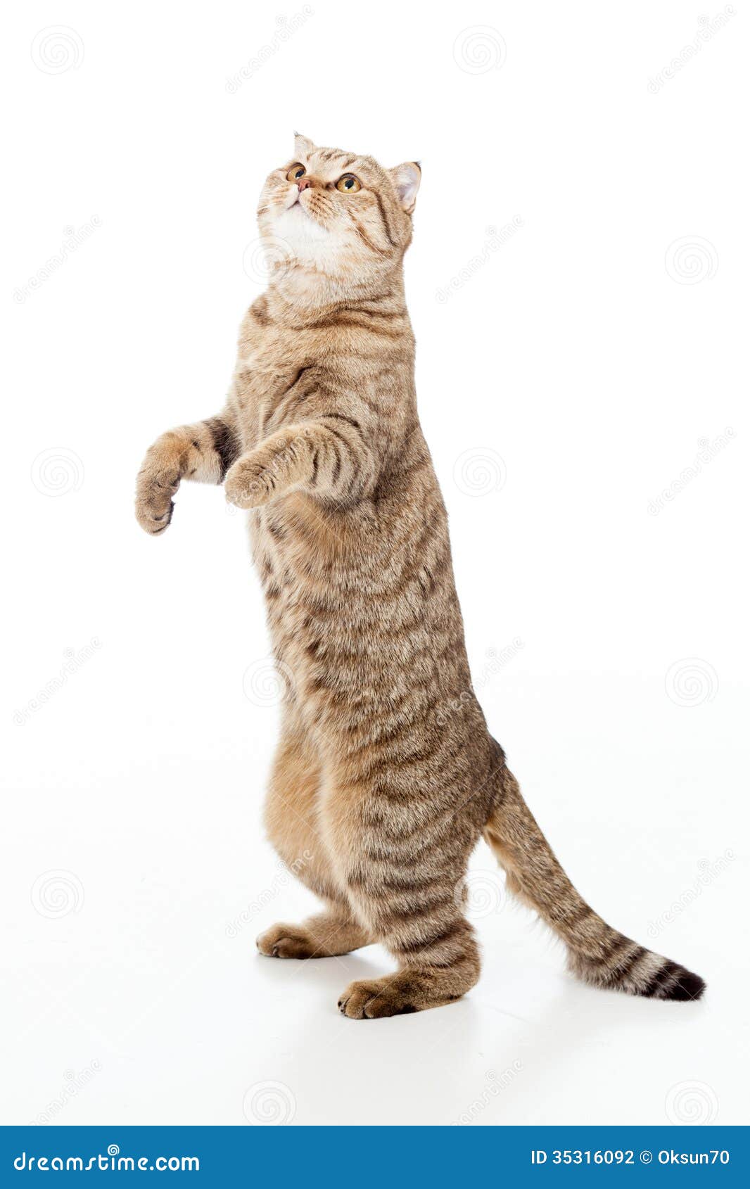 Playful cat  is standing  stock photo Image of funny 
