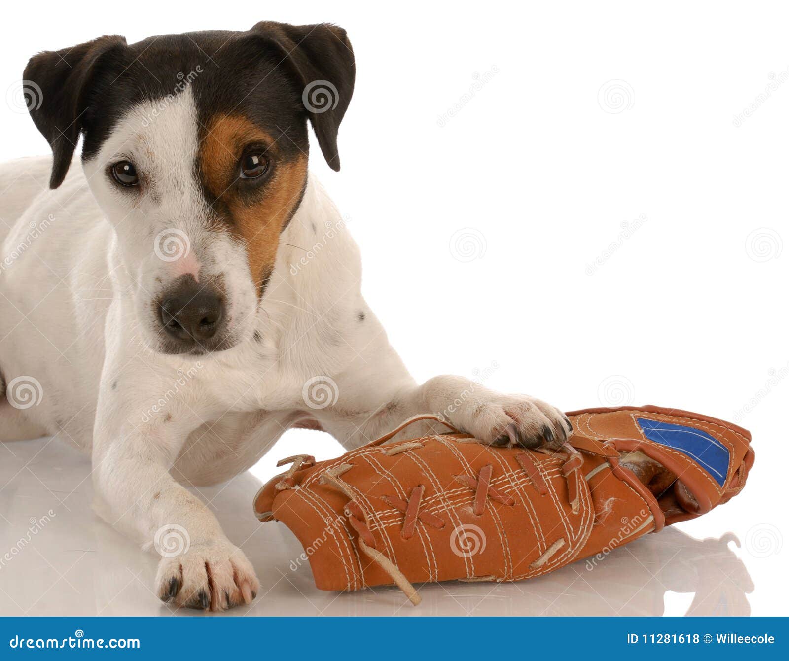 Playful Dog with Baseball Glove Stock Photo Image of glove, fitness 11281618