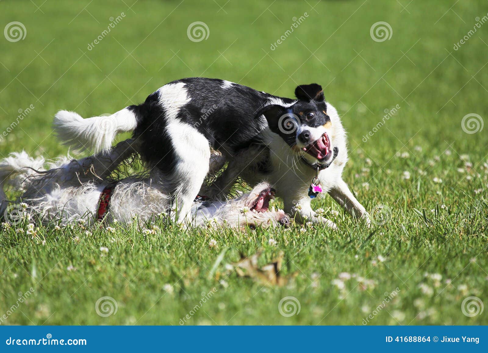 Playful Dogs stock photo. Image of pets, dogs, playful 41688864