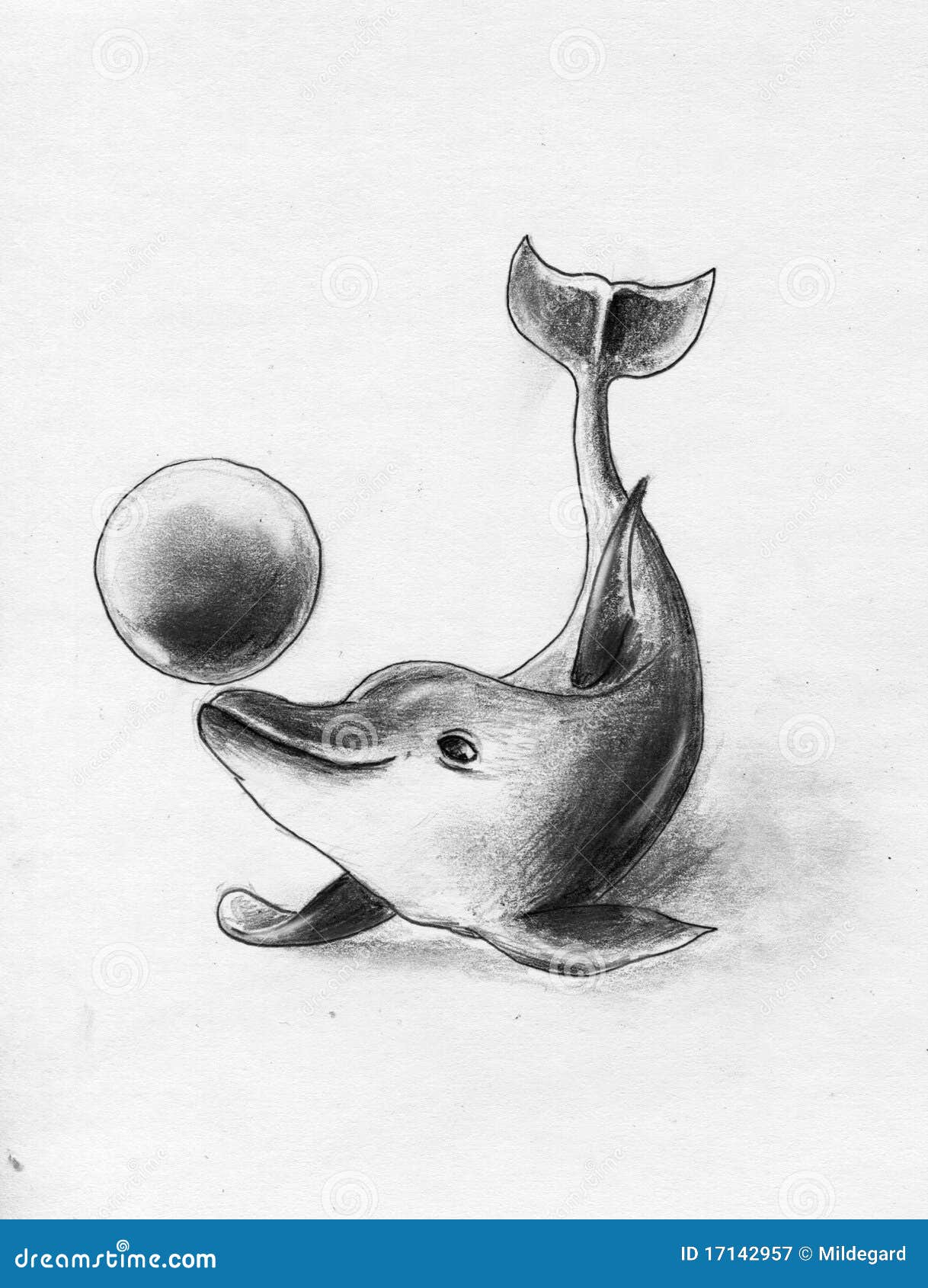 How to Draw a Dolphin  Easy StepByStep Guide for Dolphin Diagram