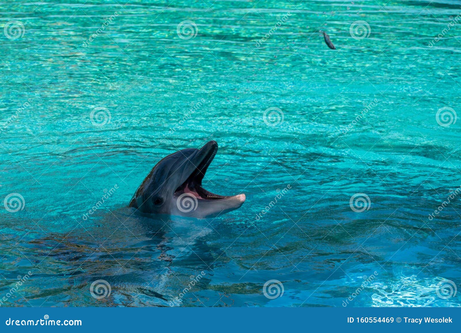 dolphins use fish heads dolphins use fish heads