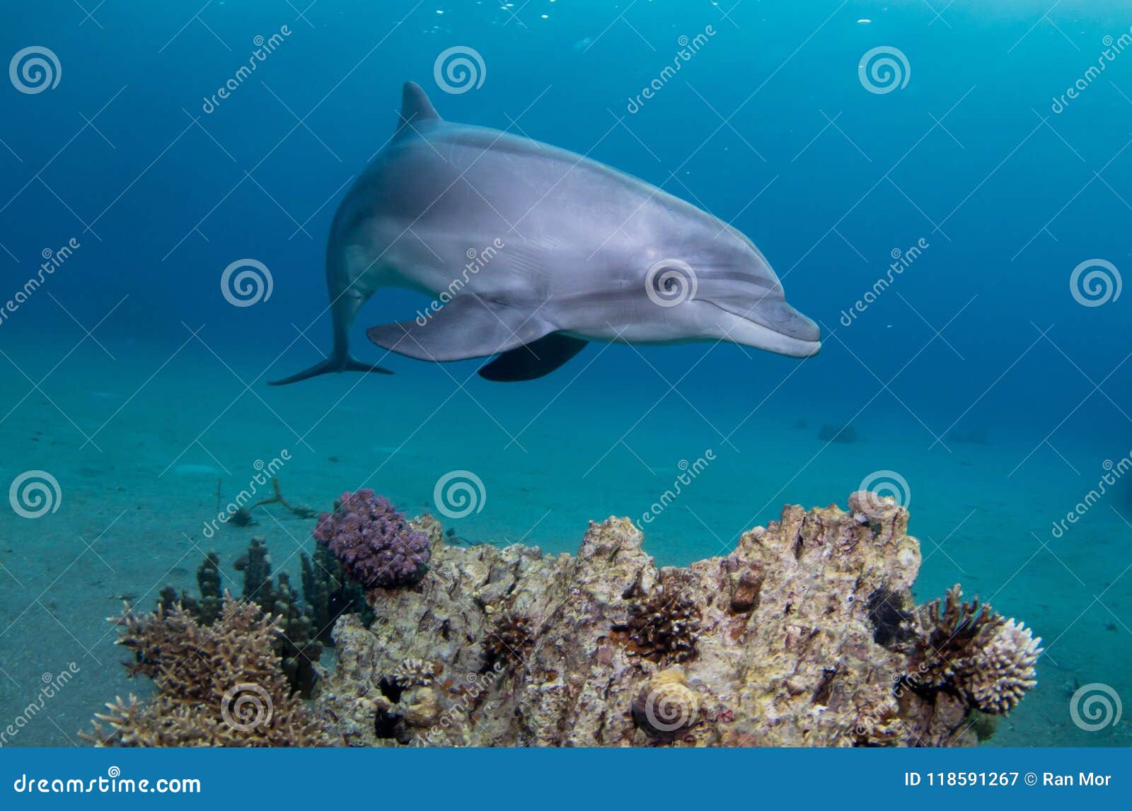 playful dolphin swimming above a coral reef