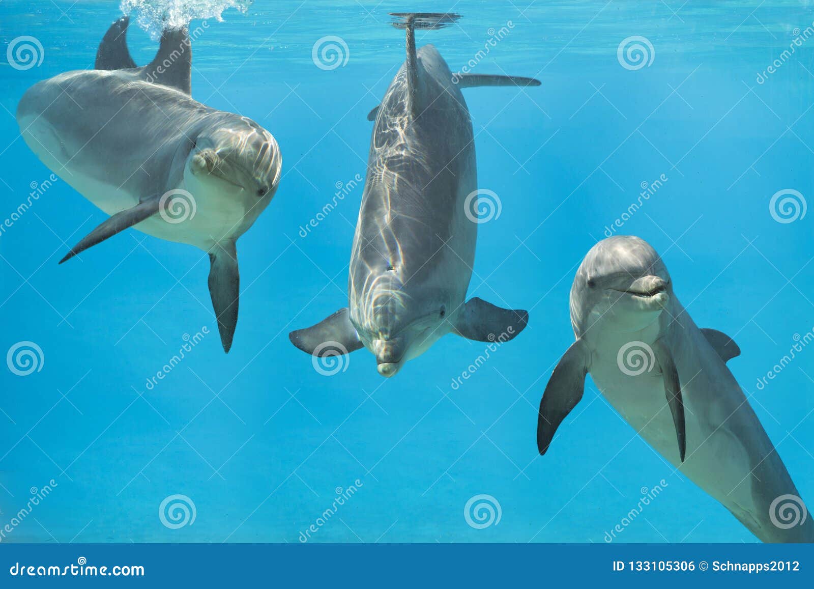 3 Playful Dolphins Underwater Stock Photo - Image of clear
