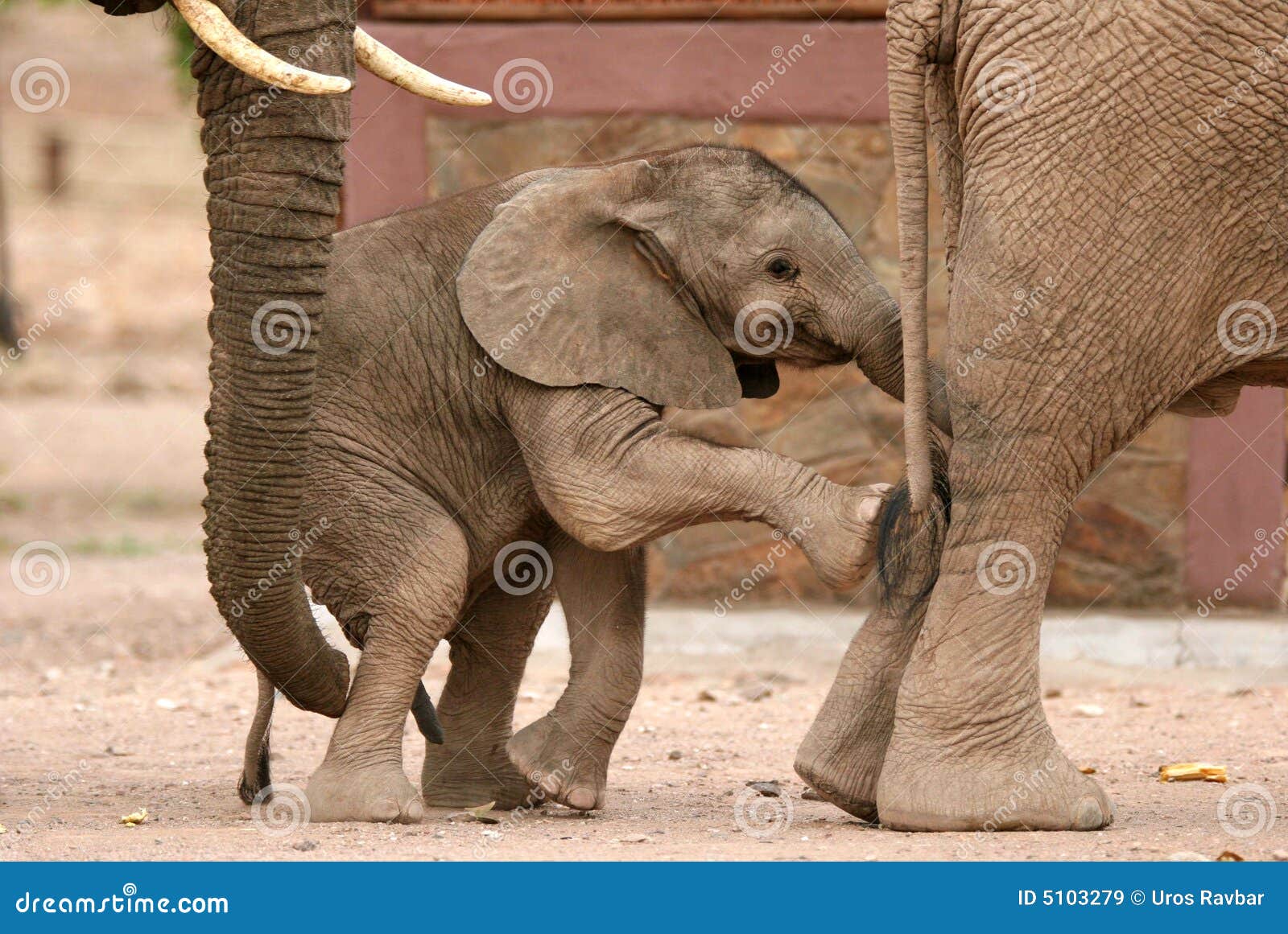 Playful Elephants calf stock image. Image of endangered 5103279