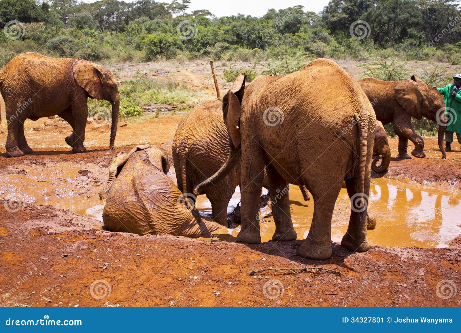 Playful elephants stock image. Image of cooling, bathing 34327801