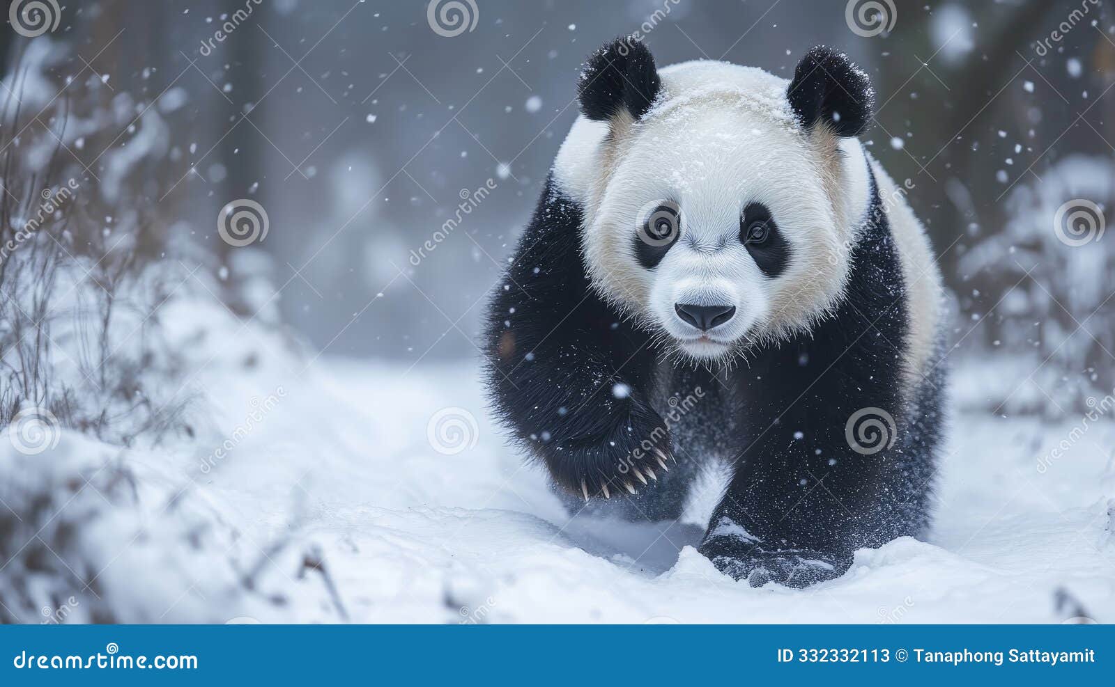 a playful giant panda walks through a snowy forest its black and white fur contrasting sharply with the white snow the pandas