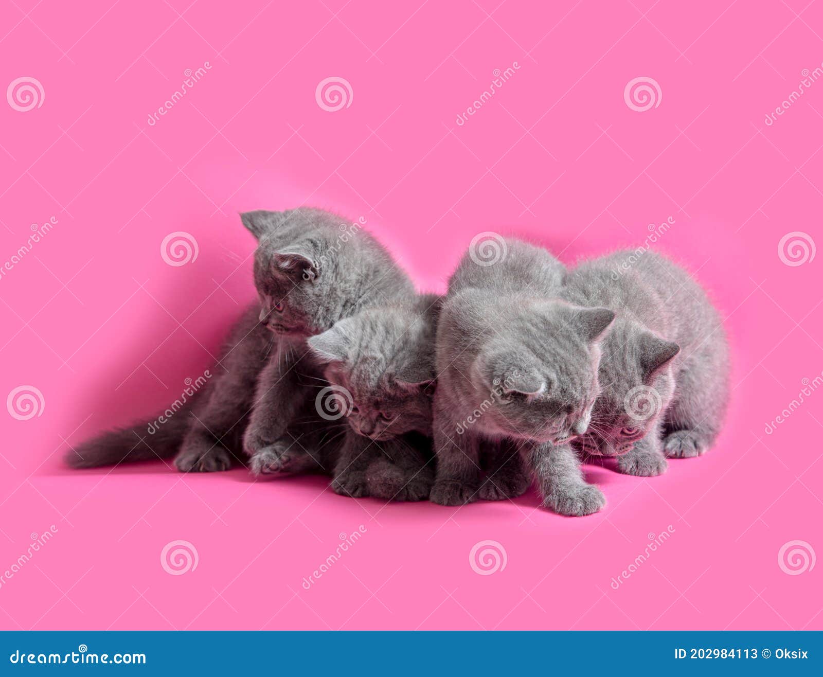The Playful Gray Kittens on the Pink Background Stock Image Image of