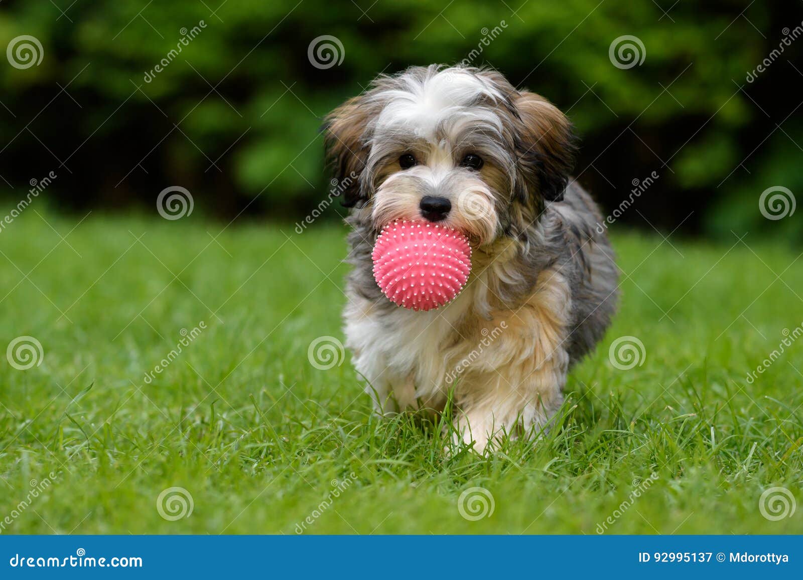 playful havanese puppy brings a pink ball in the grass