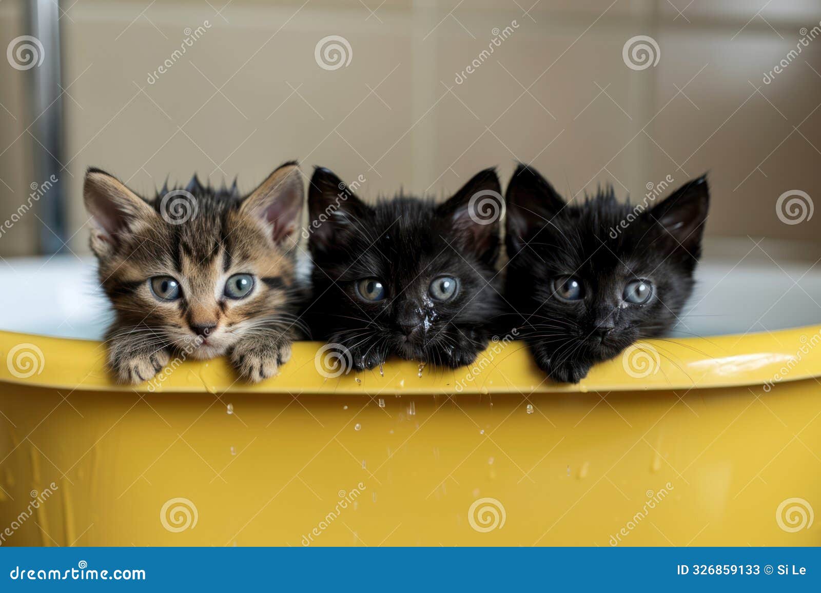 playful kittens enjoying a soapy bath on vibrant yellow background