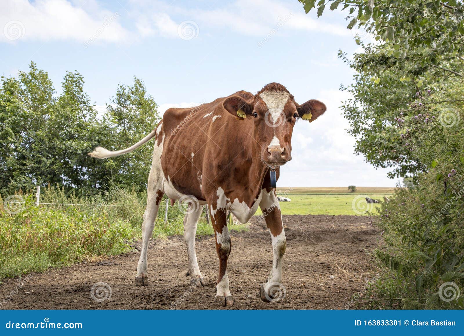 playful oncoming cow. young red pied cow walks with swinging tail on a milk path under a blue sky and a distant horizon