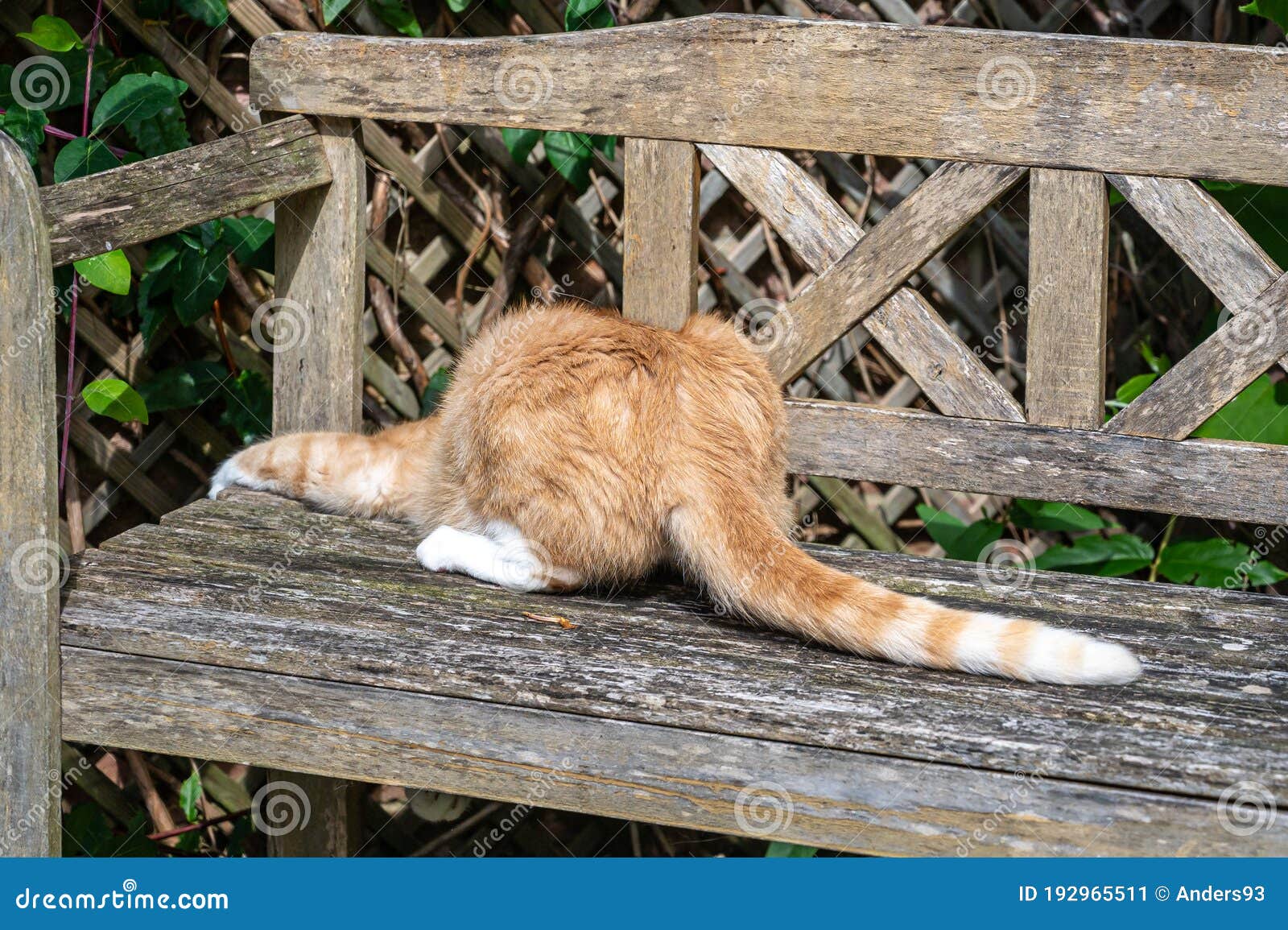 Playful Orange Cat Looking Underneath Wooden Bench Stock Image - Image ...